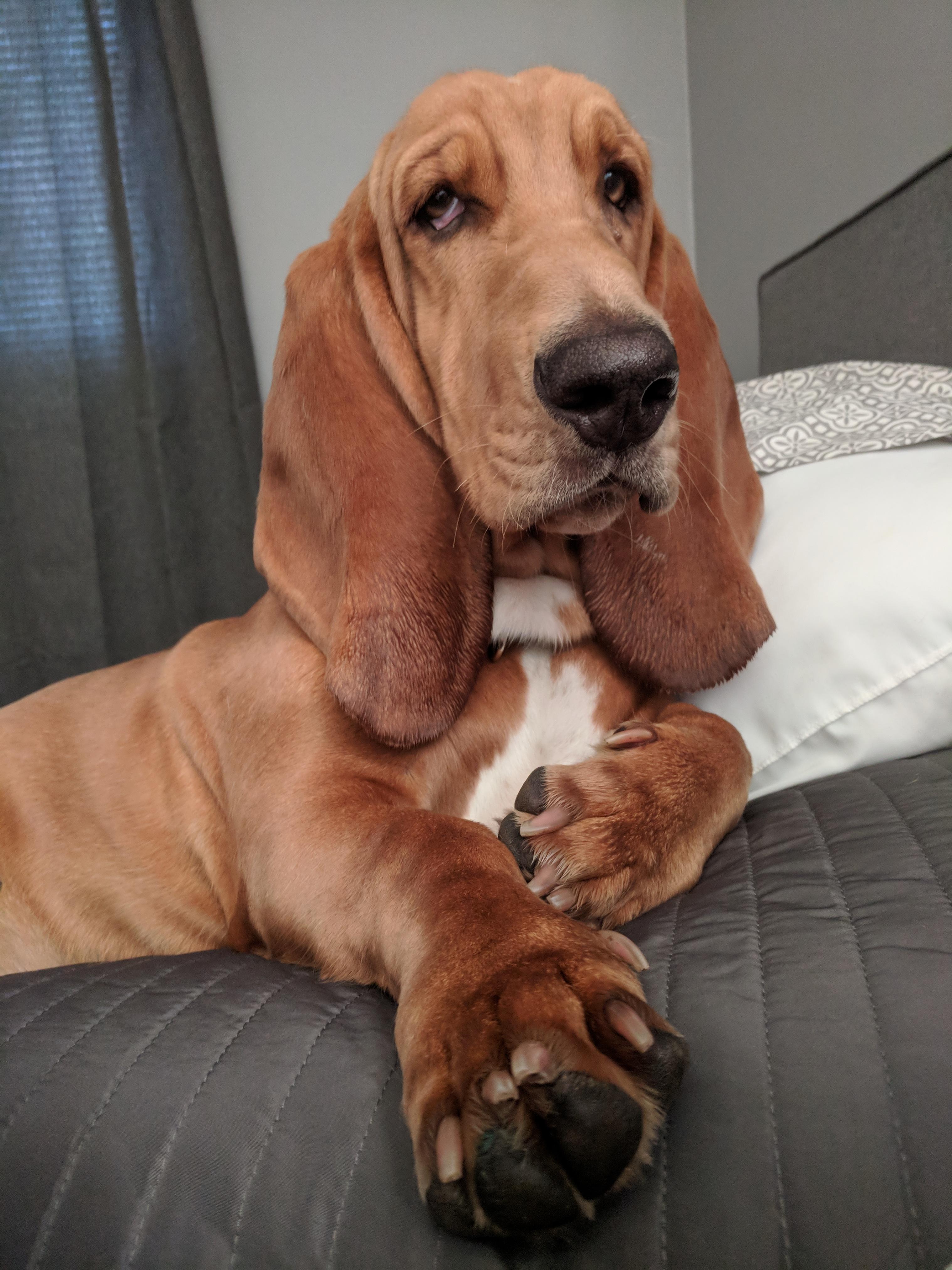 Look at him. Big ol pillow hog Mac r/lookatmydog