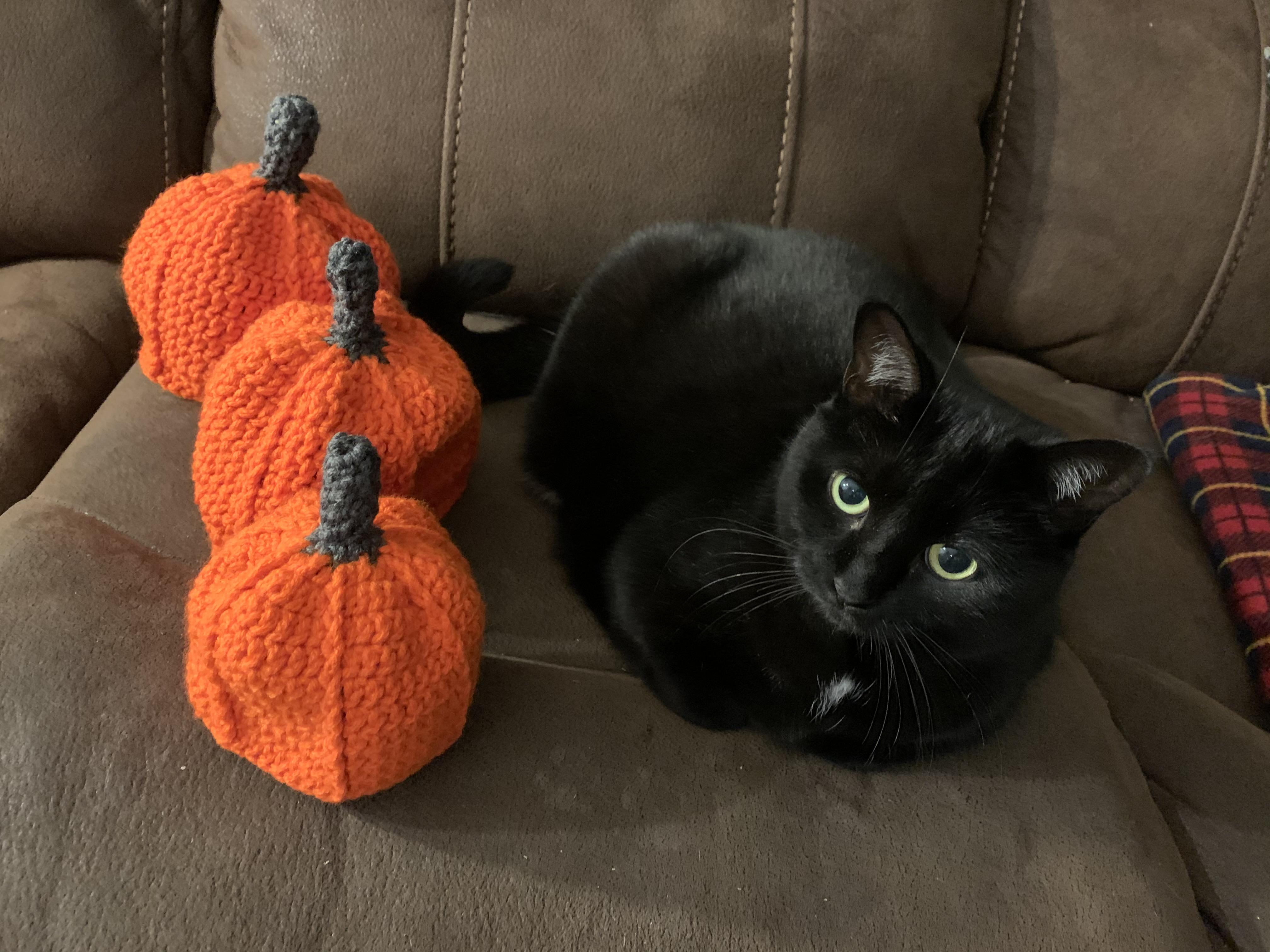 Pumpkin hats Cat for scale, and because it's the season r/crochet