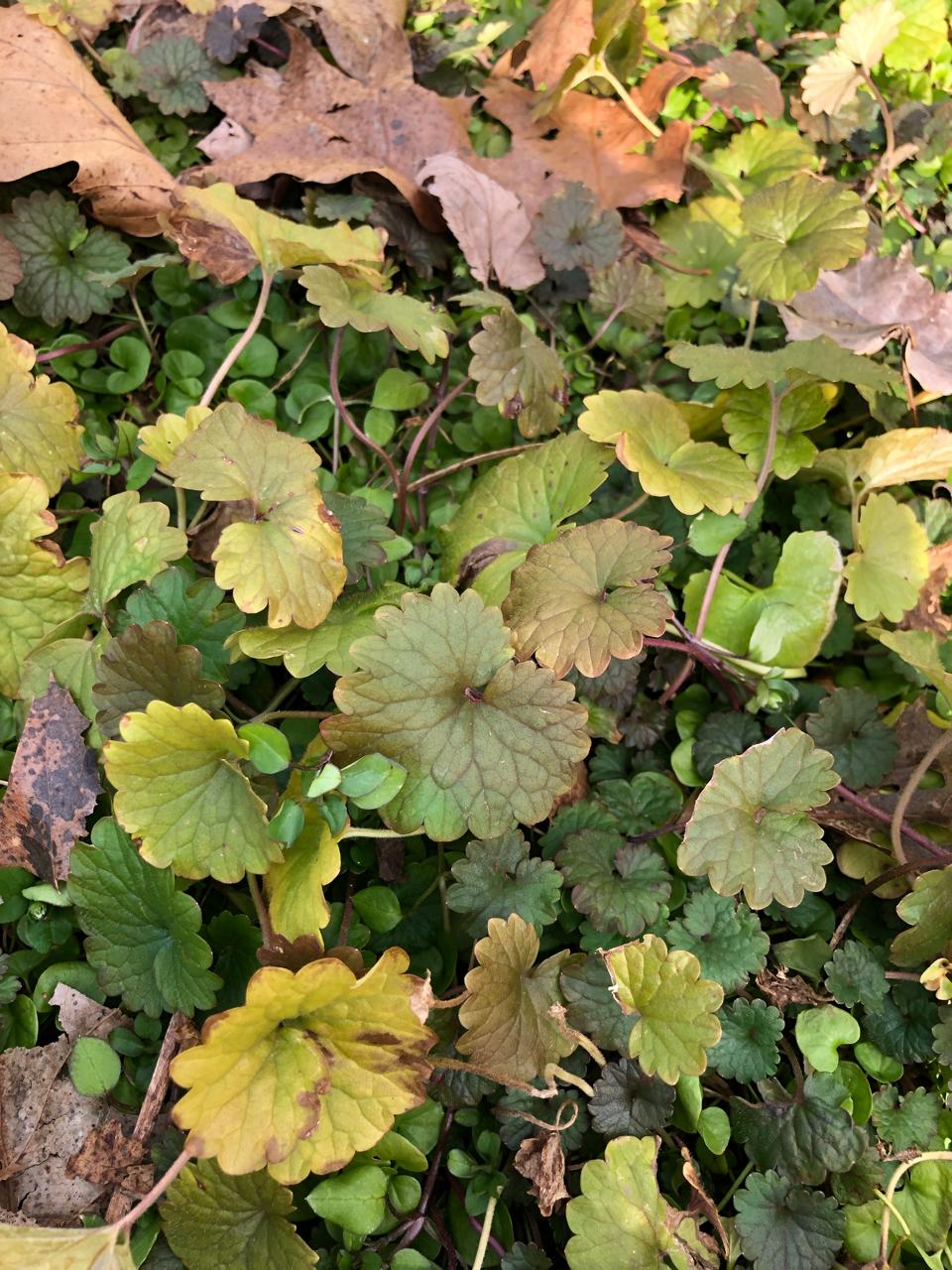 zone 7b, aggressive groundcover forb r/whatsthisplant