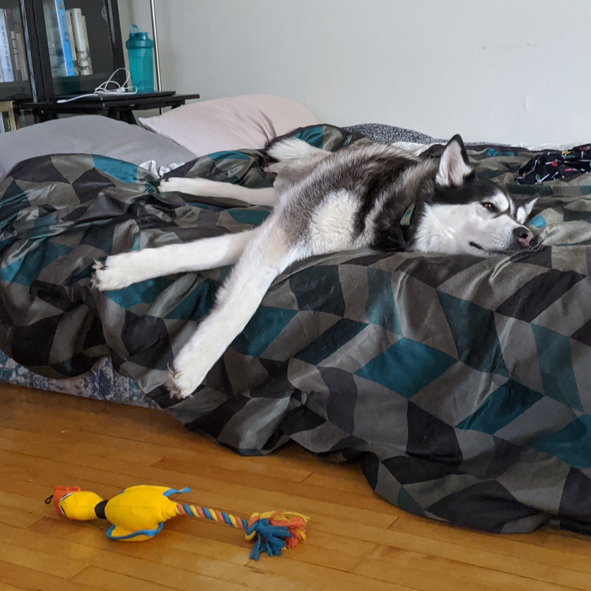 Life is rufff when your duck falls off the bed r/husky