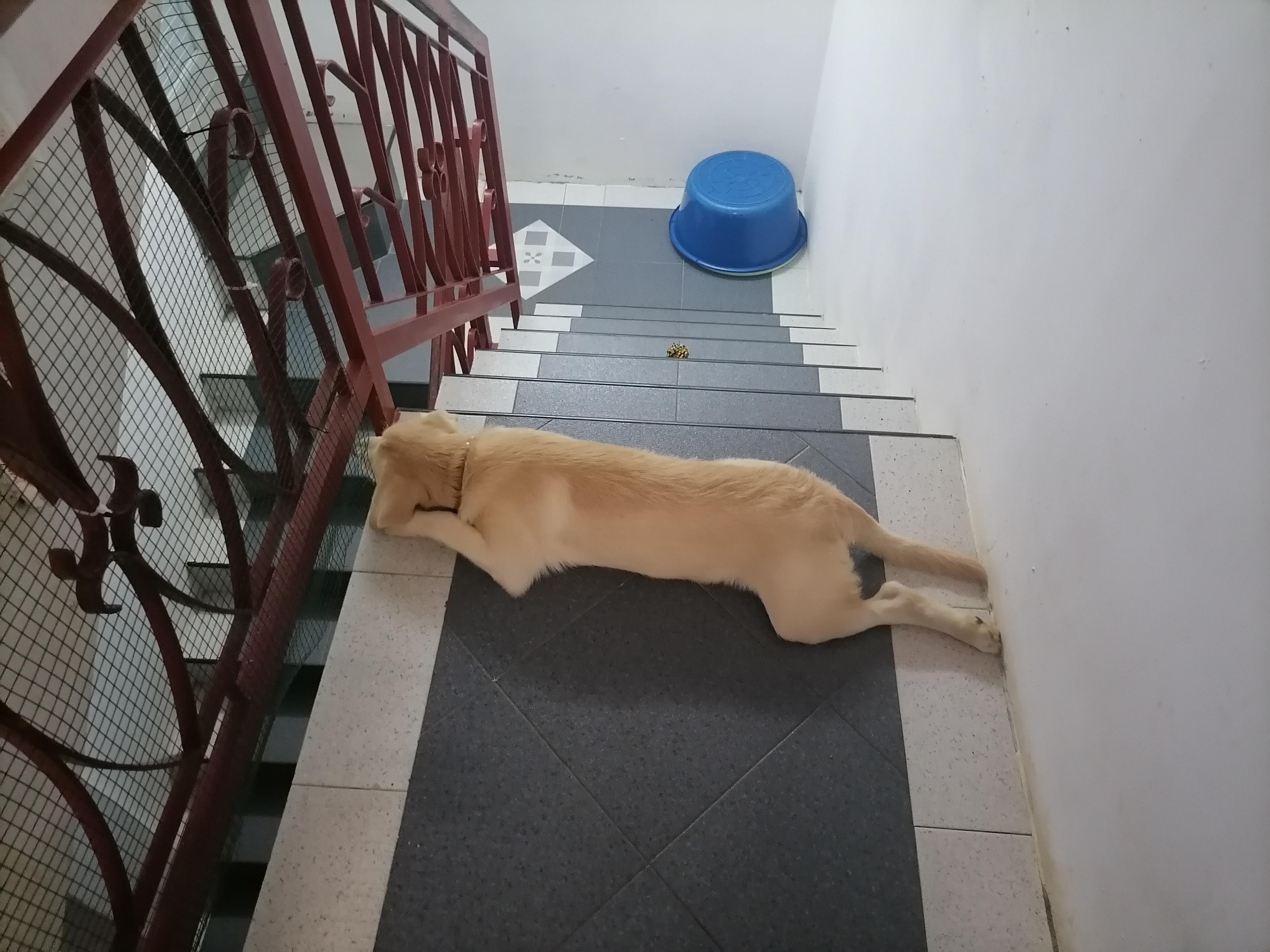 Are 4 month old puppies supposed to be THIS big? r/puppies