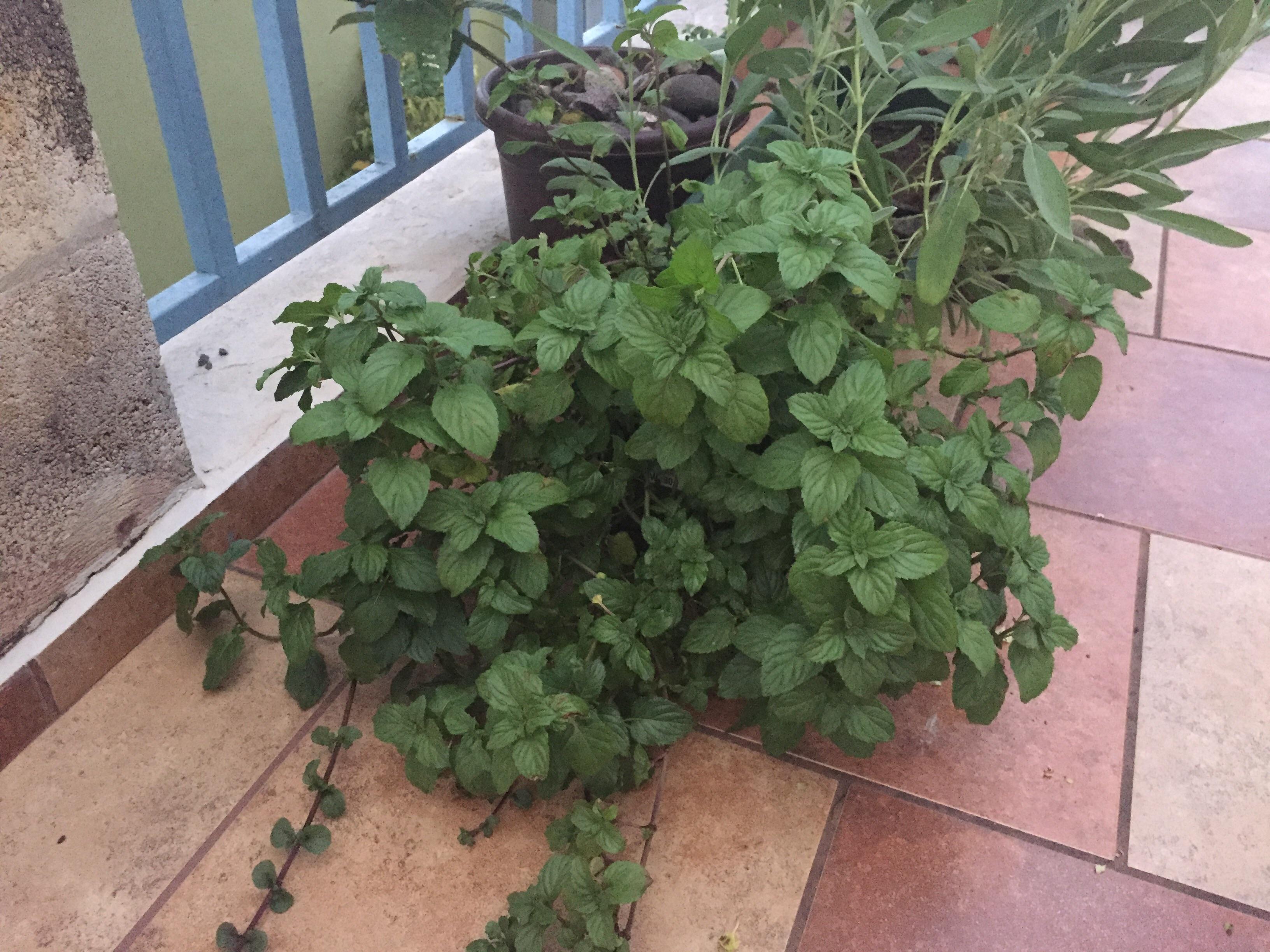 What plant is this? It smells like watercress, tastes awful, and seems