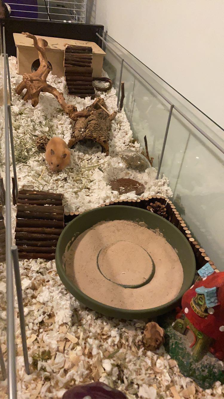 What’s your favorite thing to decorate your enclosure with? I love