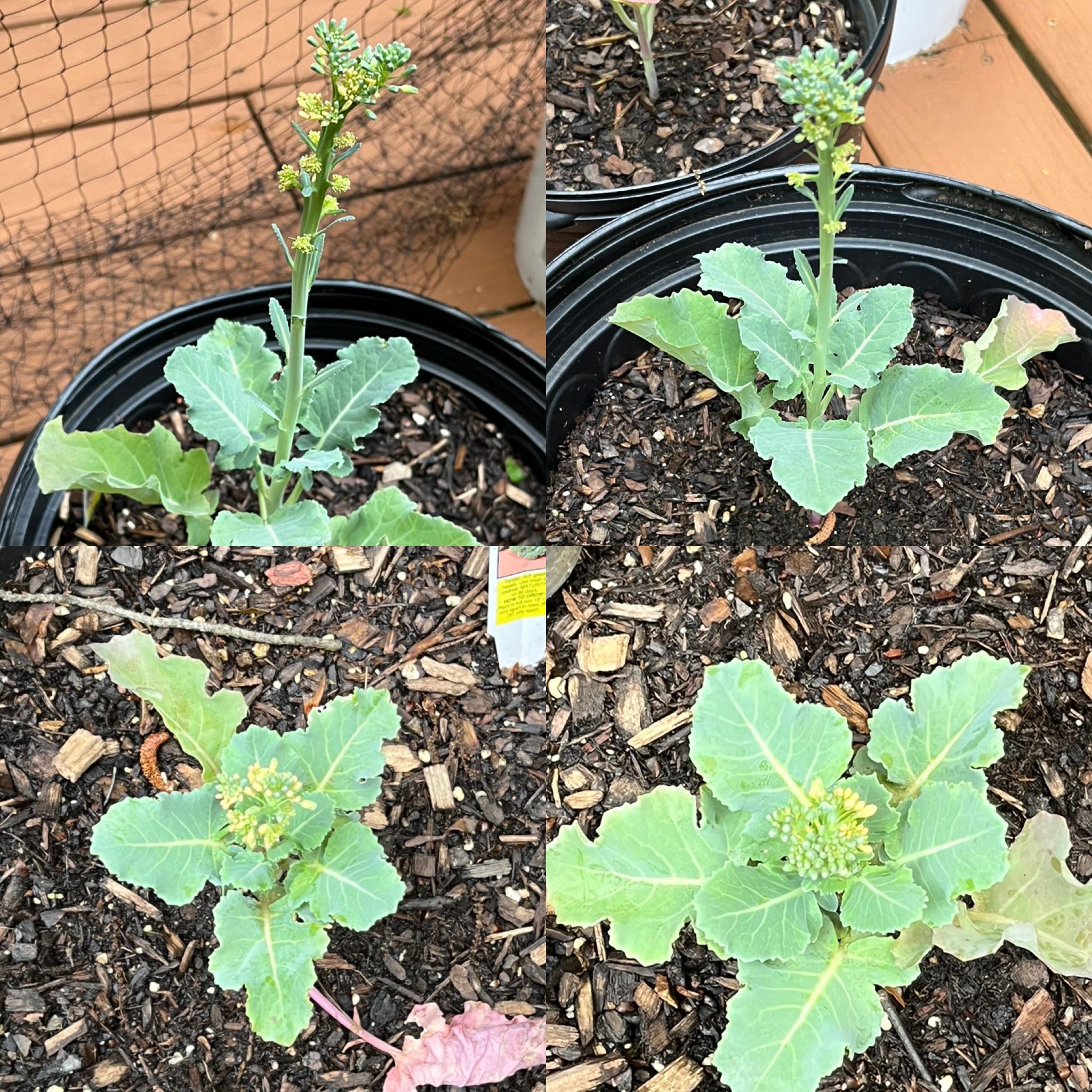 Four different broccoli plants yellowing on the head of the broccoli