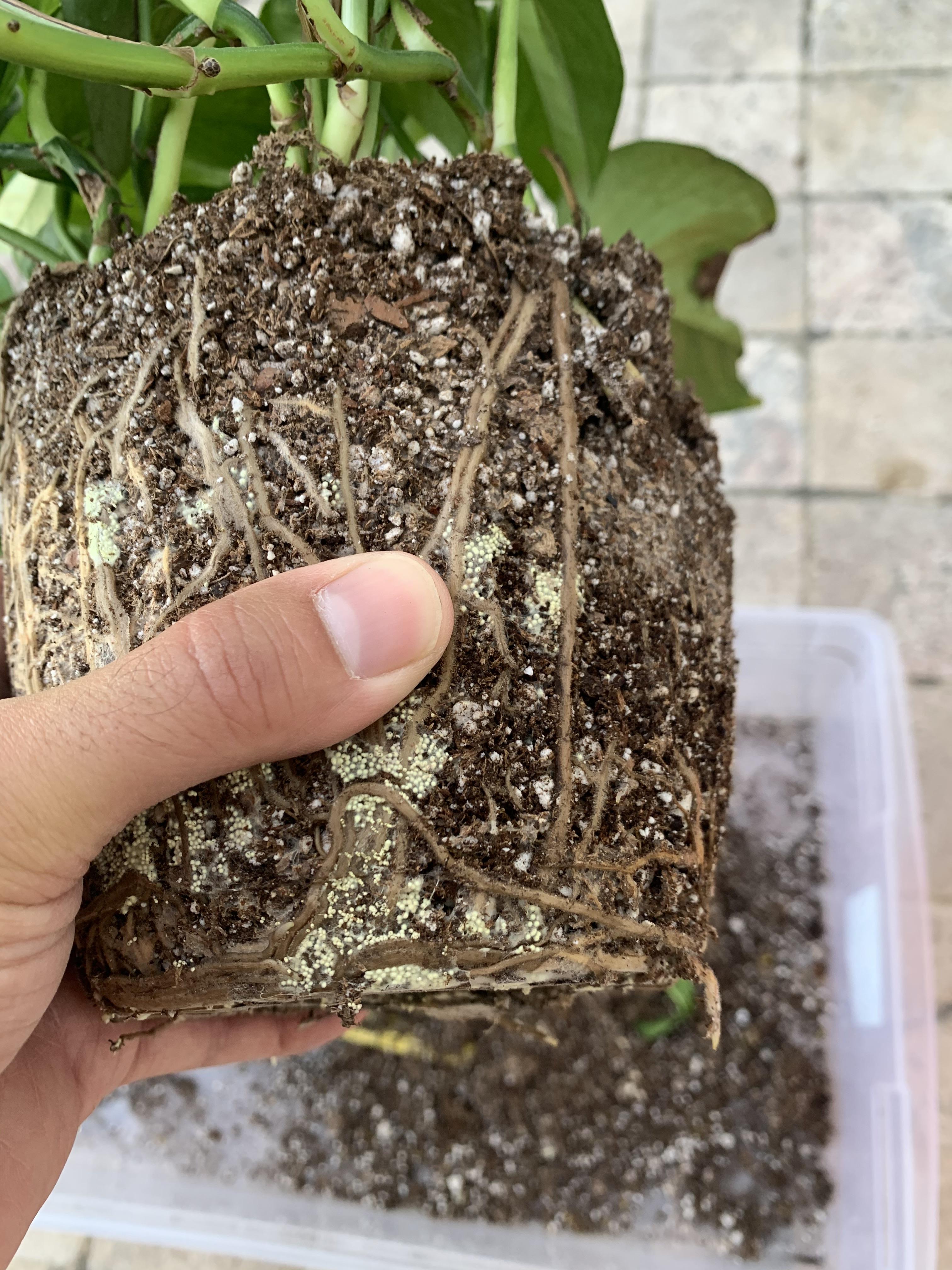 overview for Lobaxta