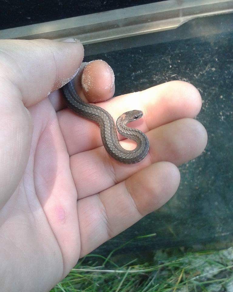 My favorite Wisconsin snake. Northern Red Belly. r/Sneks
