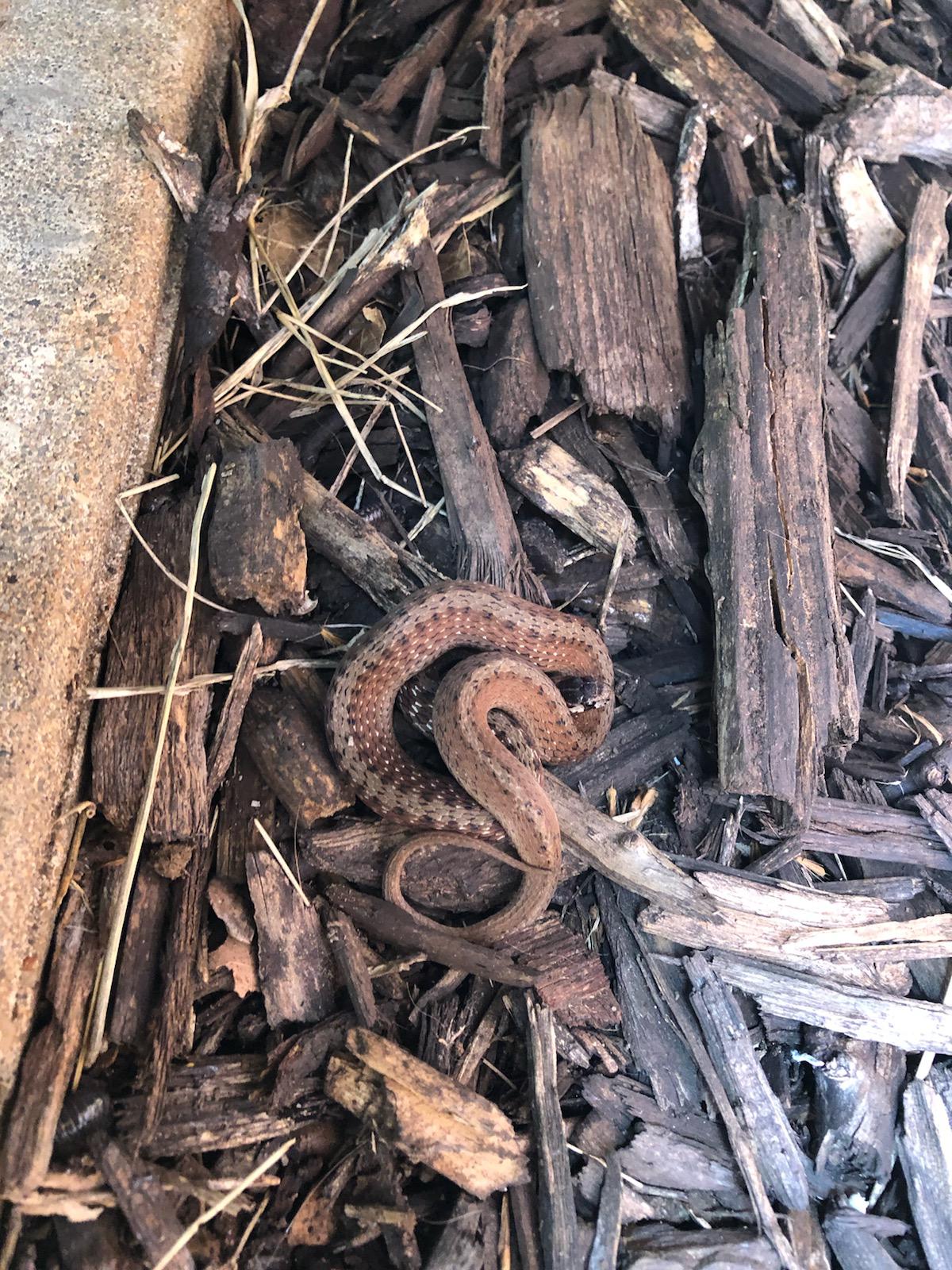 Oklahoma Brown Snake right? whatsthissnake