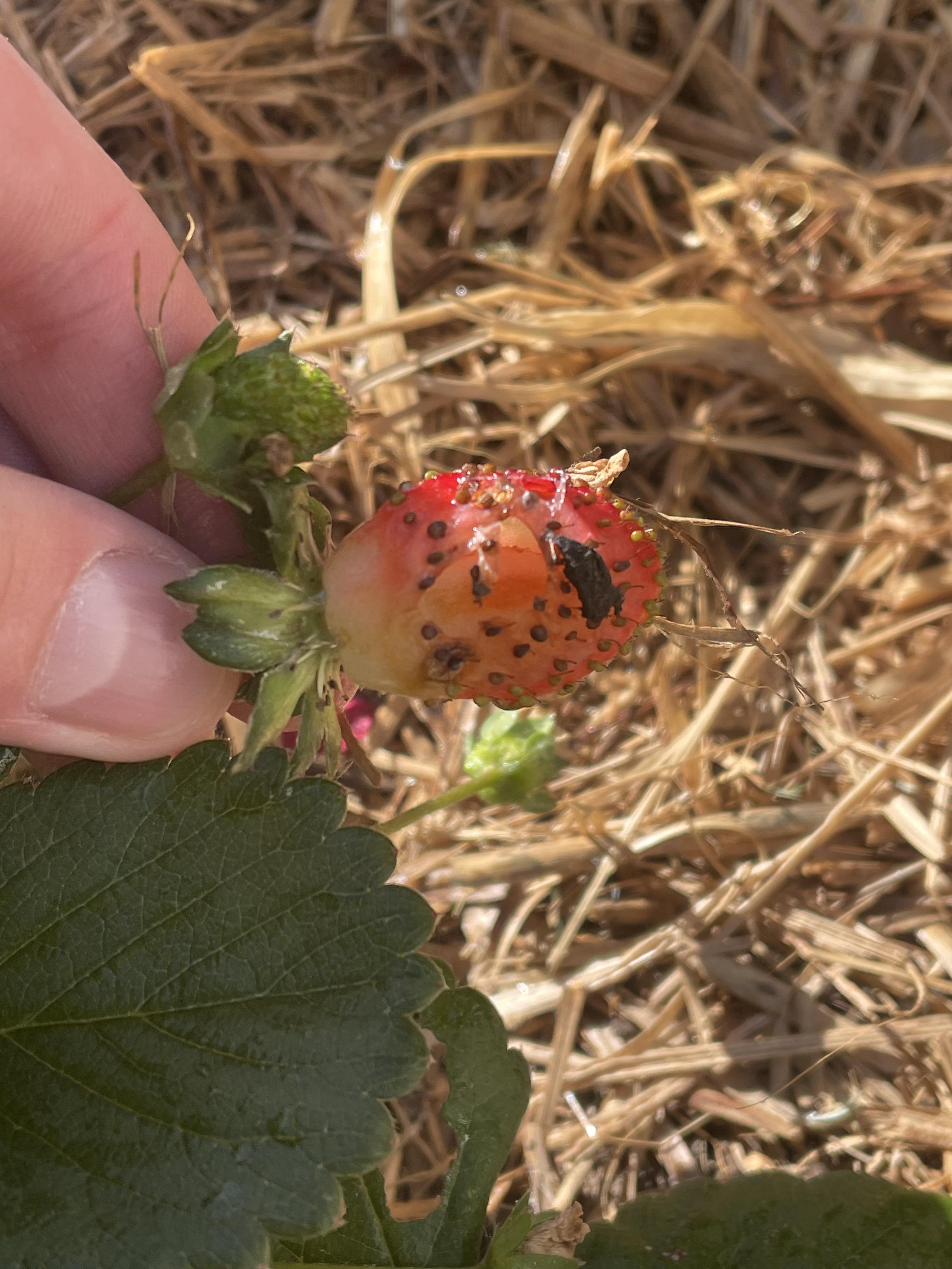 What appears to be eating my strawberries? r/GardeningAustralia