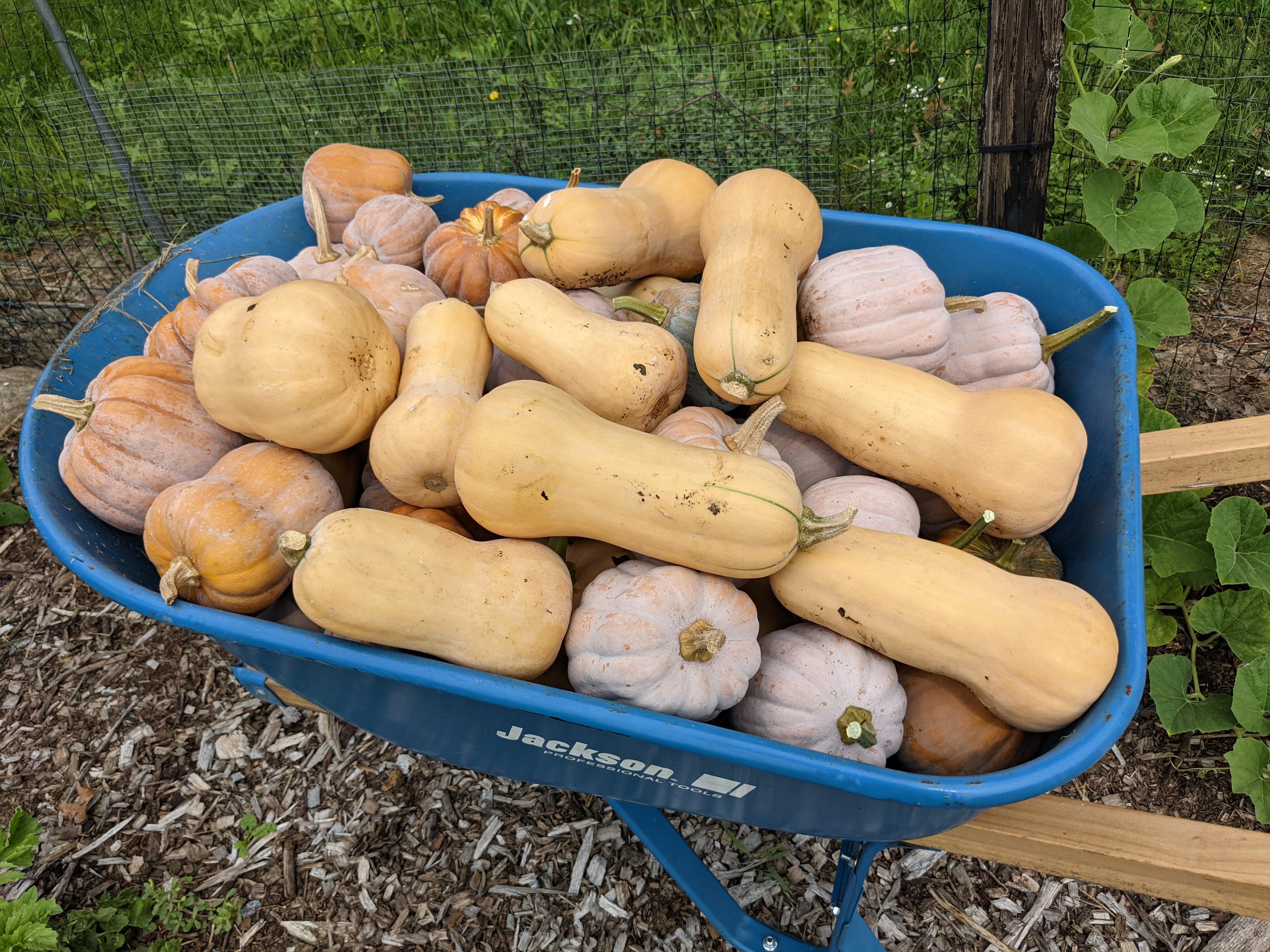 Autumn Frost Squash Recipe