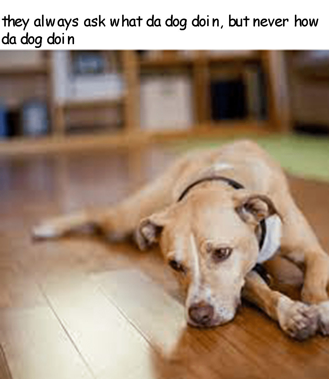 what da dog doin r/memes