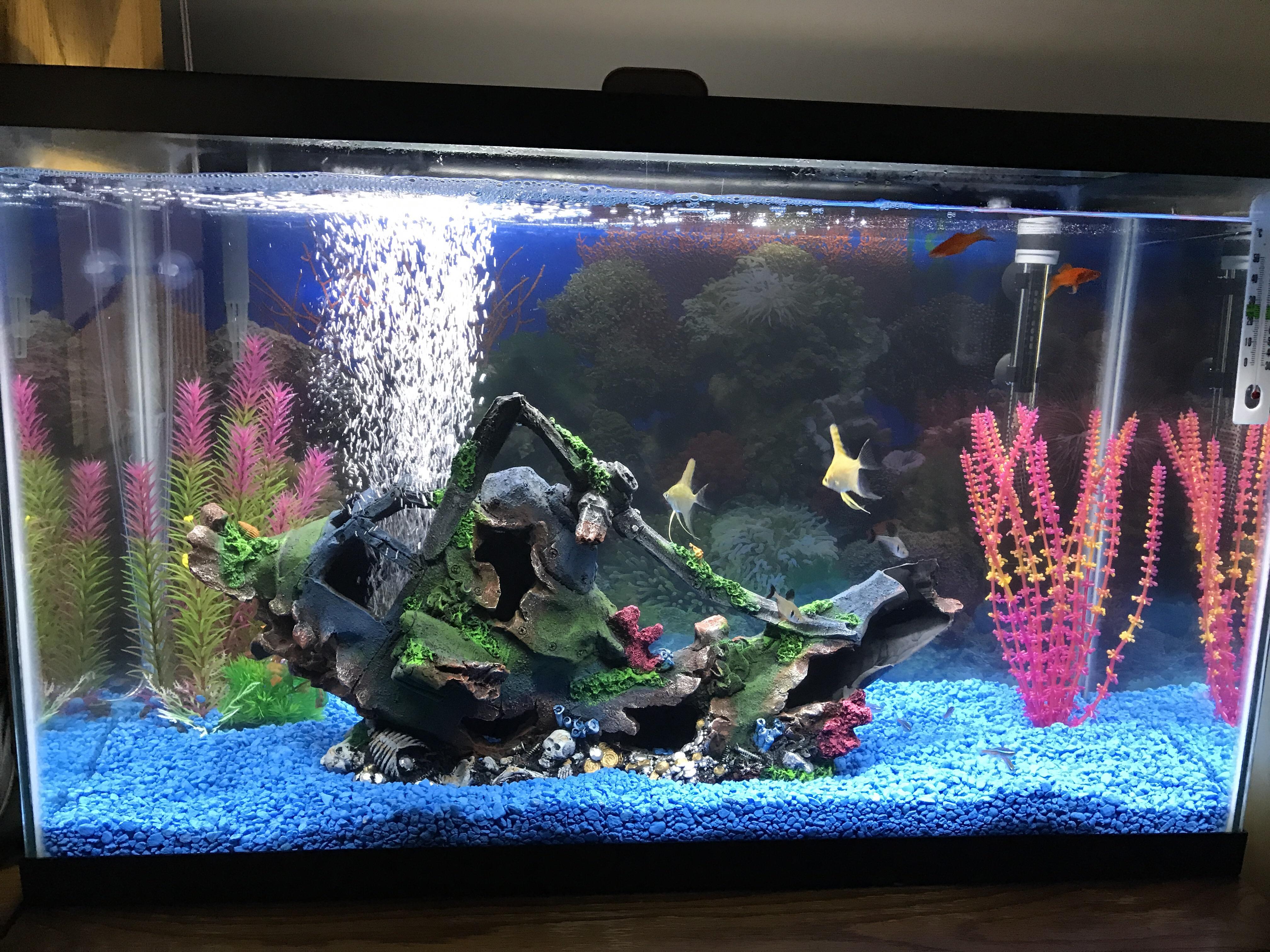 Suggestions for my angelfish tank r/Aquariums