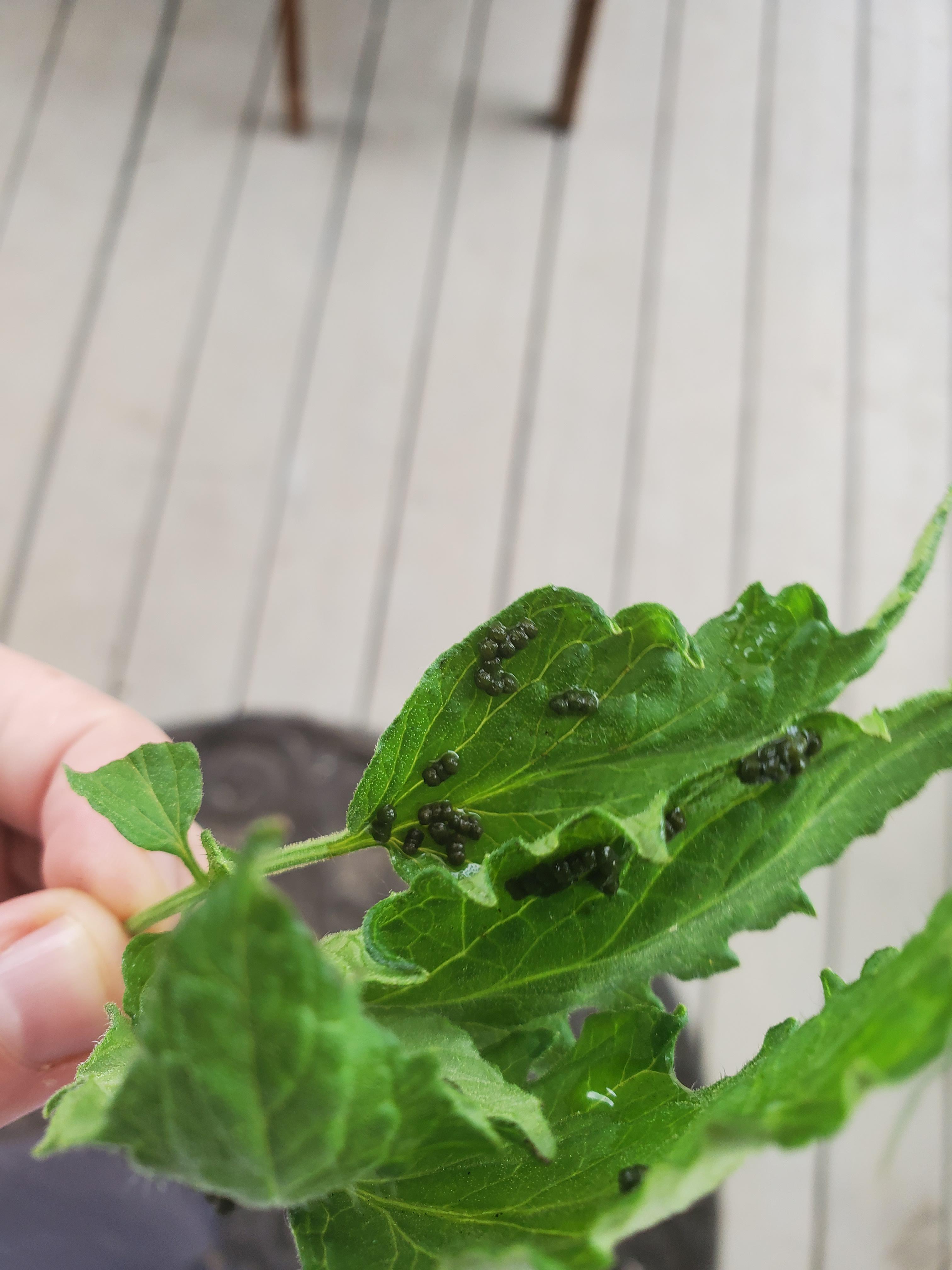 What are these black balls on my tomato plant? Should I pinch off every leaf that has it? Is