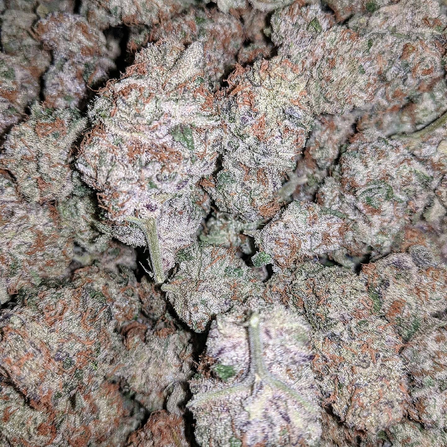 This is what happens when you cross grape pie x ogkb x dolato. Culture