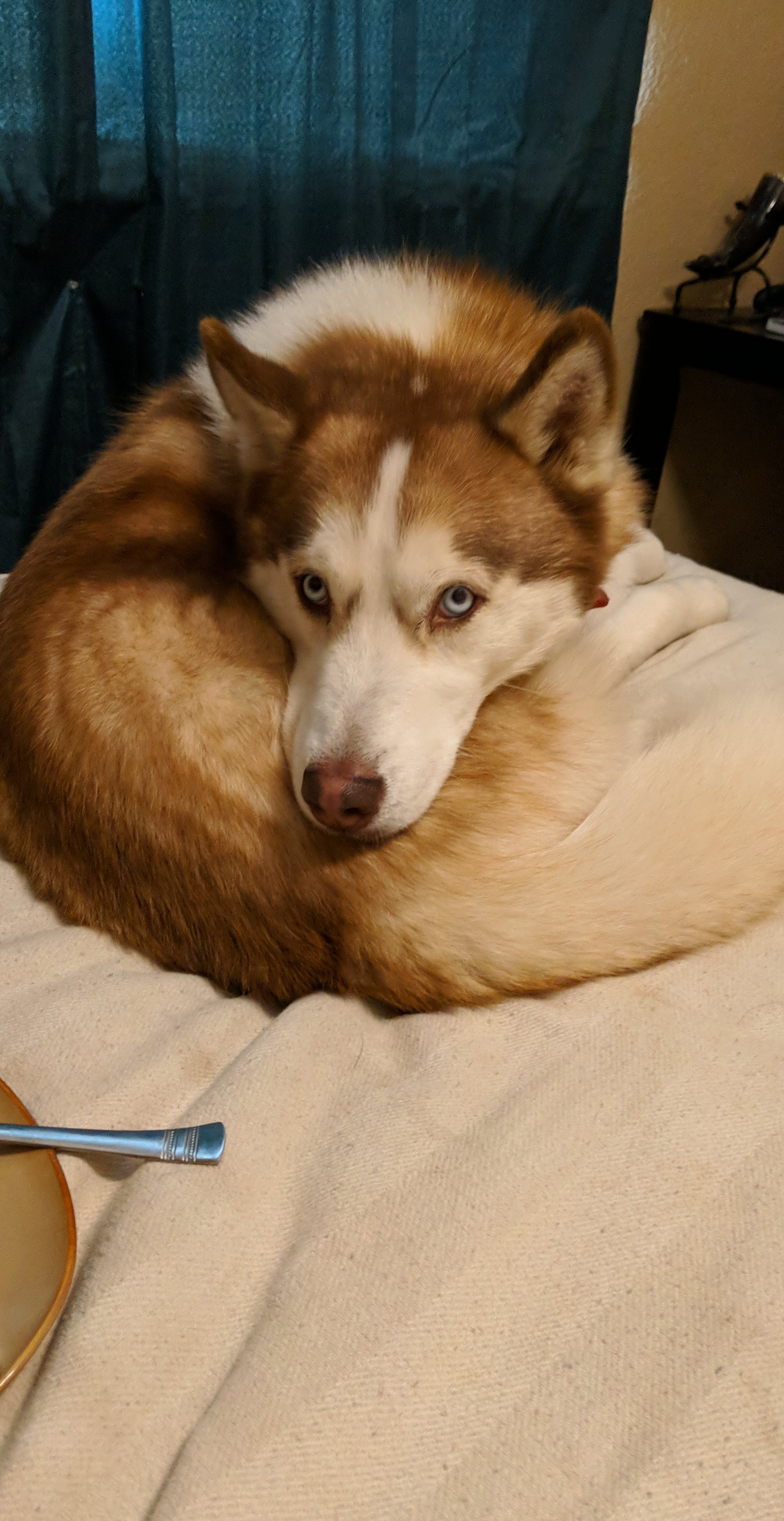 I noticed you had some food r/husky