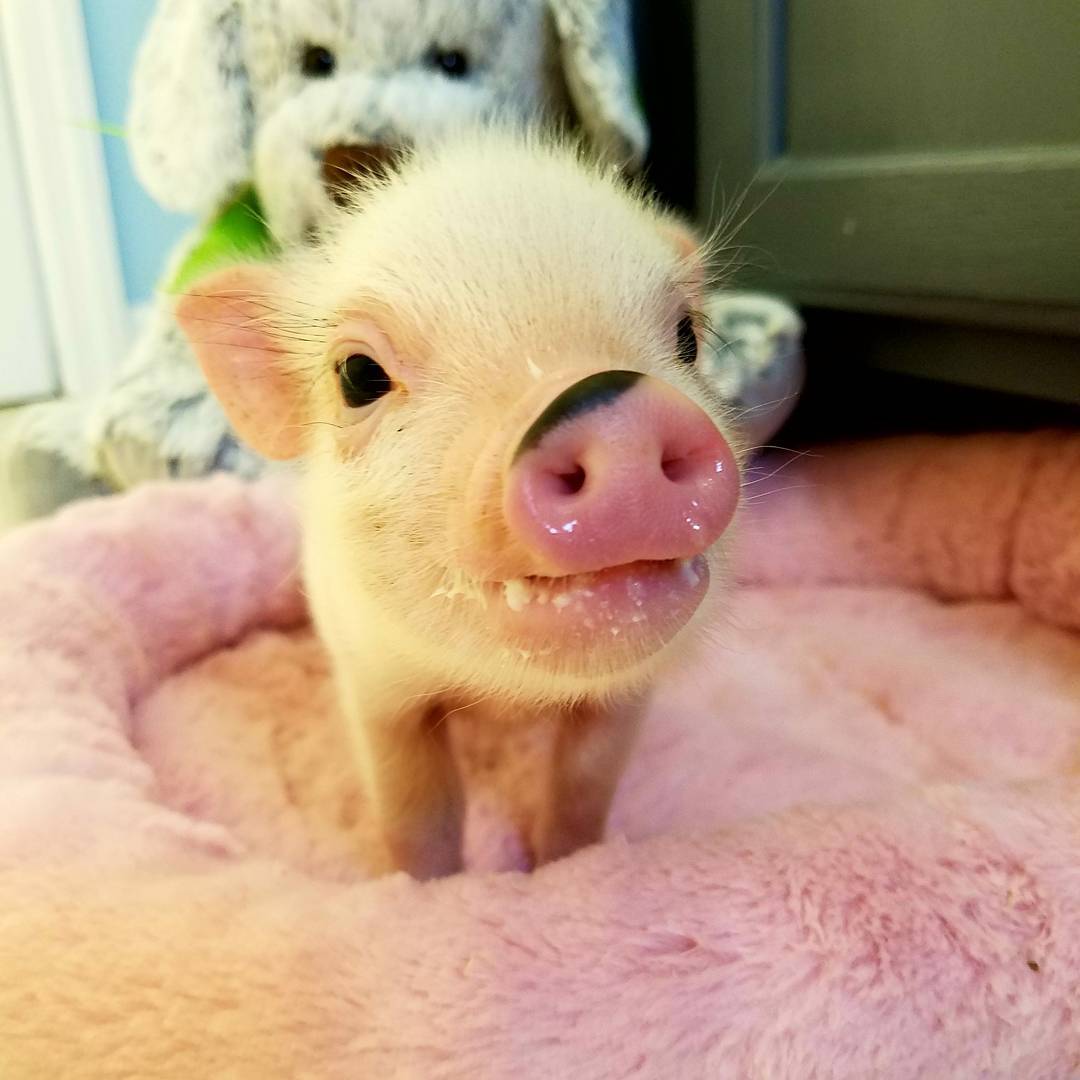 Cute baby pig ) Eyebleach