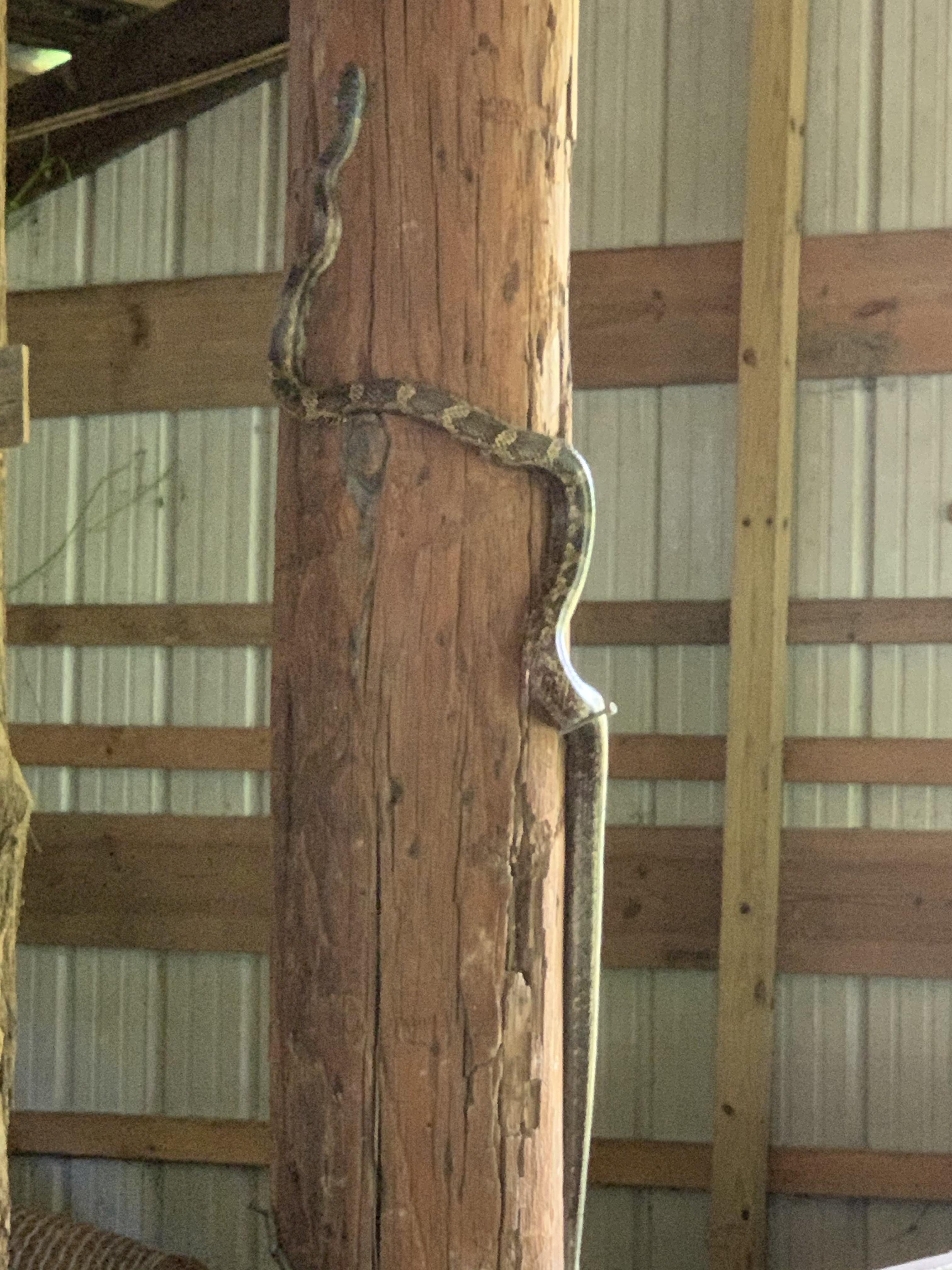 Have a very friendly chicken snake that has moved into the barn. Scared