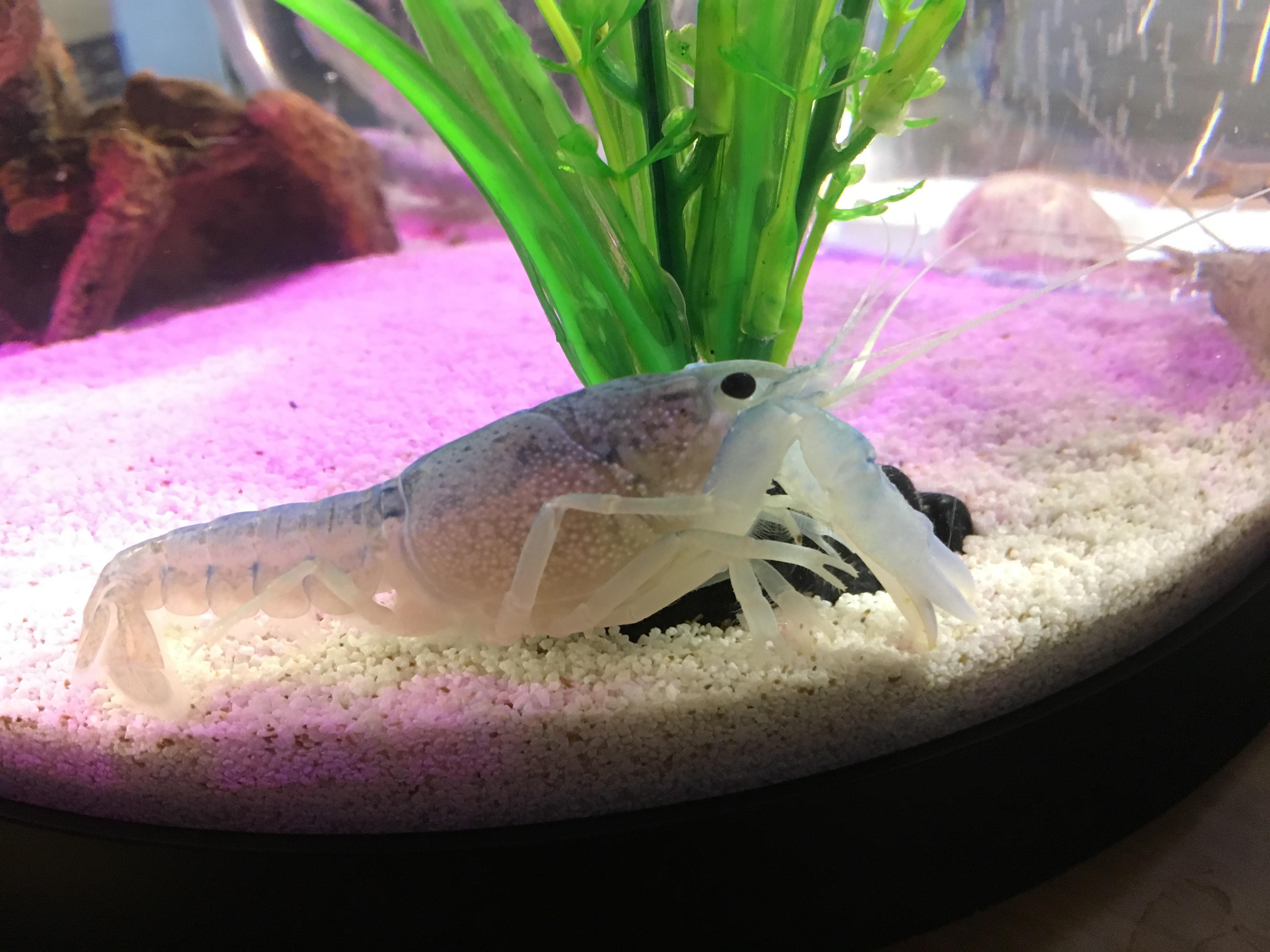 How often do crayfish molt? And is there any confirmation for the