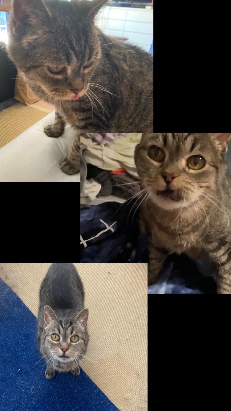 my 14 year old catwhich only has one tooth left and meows very wierd