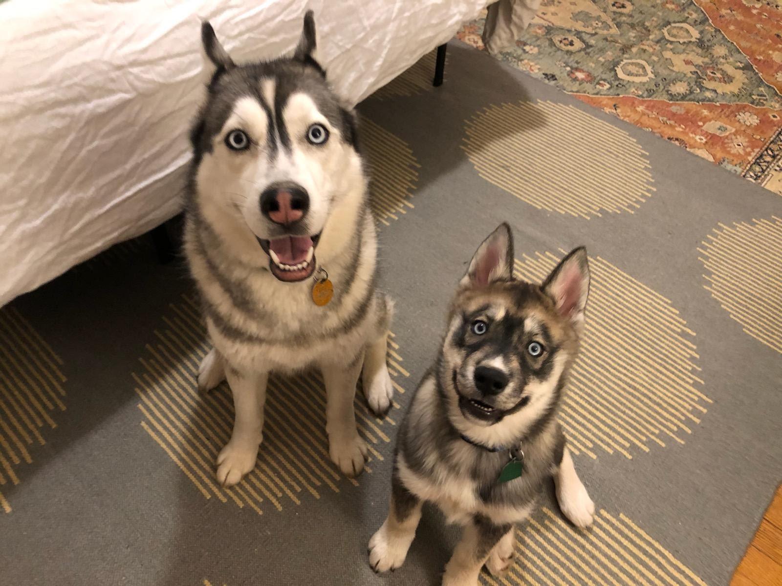 Best toy for a husky?? Another one r/husky