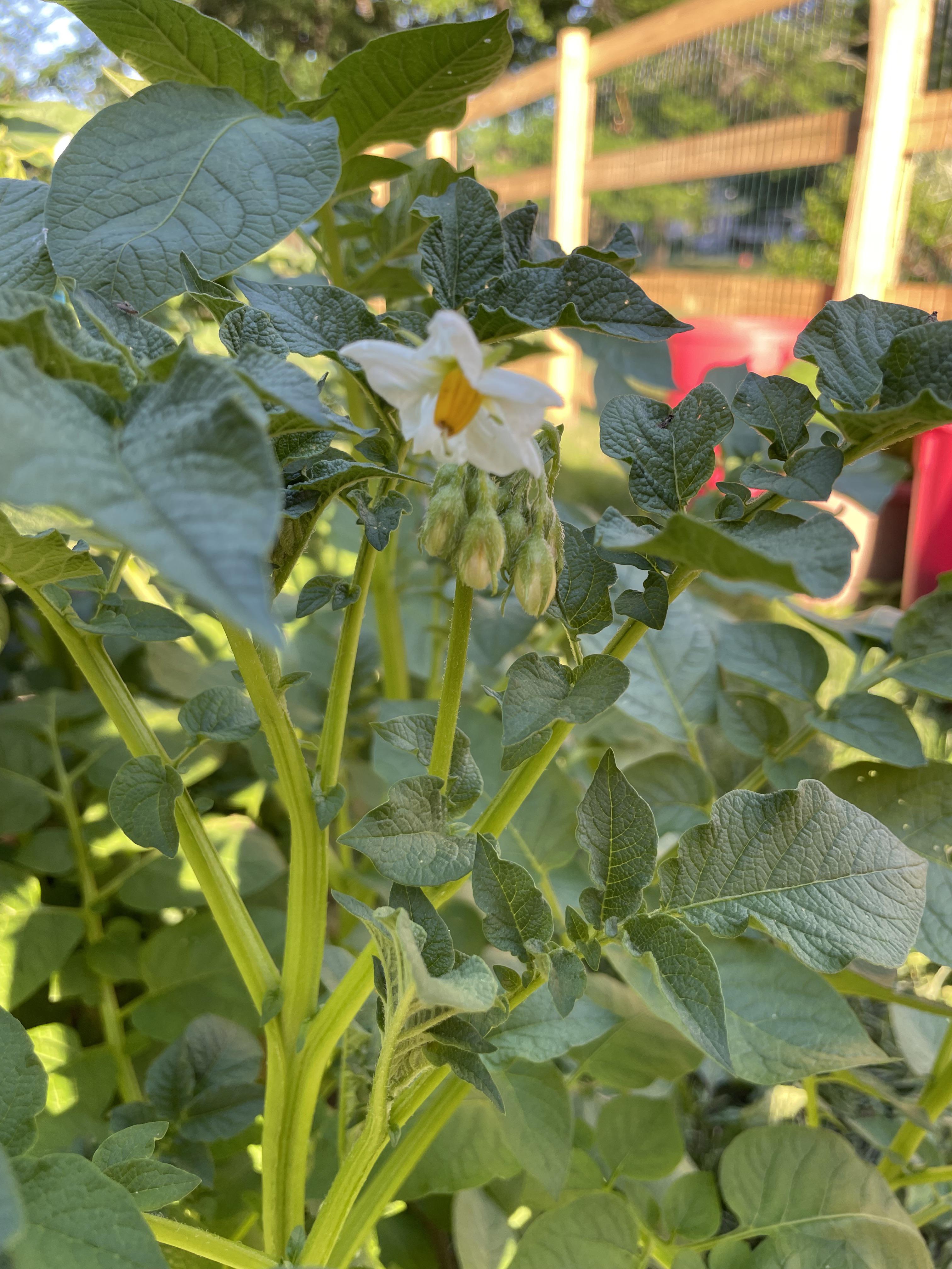 Potato flowers! My potato plants are enormous and just started