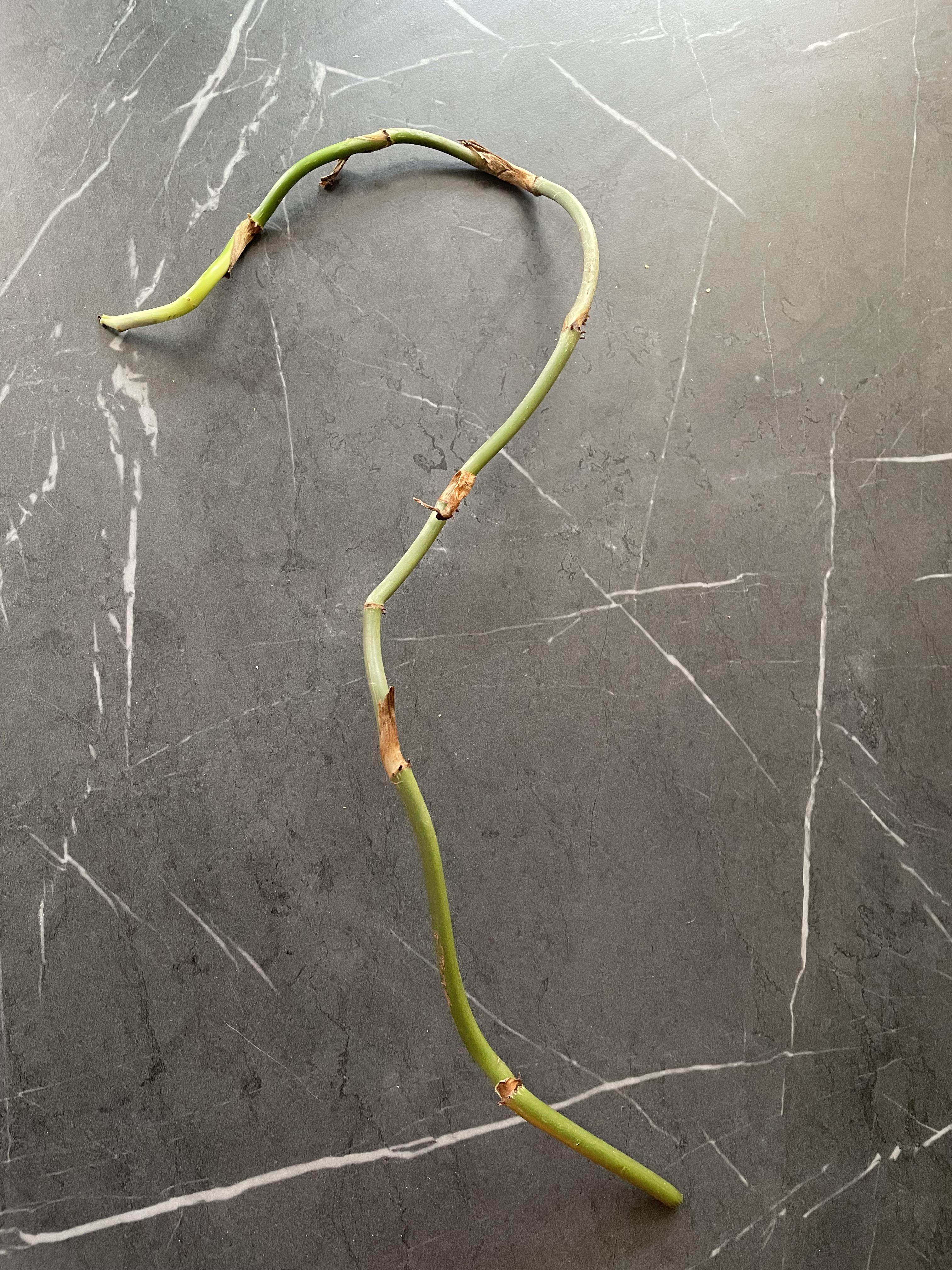 I received this big philo melanochrysum searcher with about 9 nodes