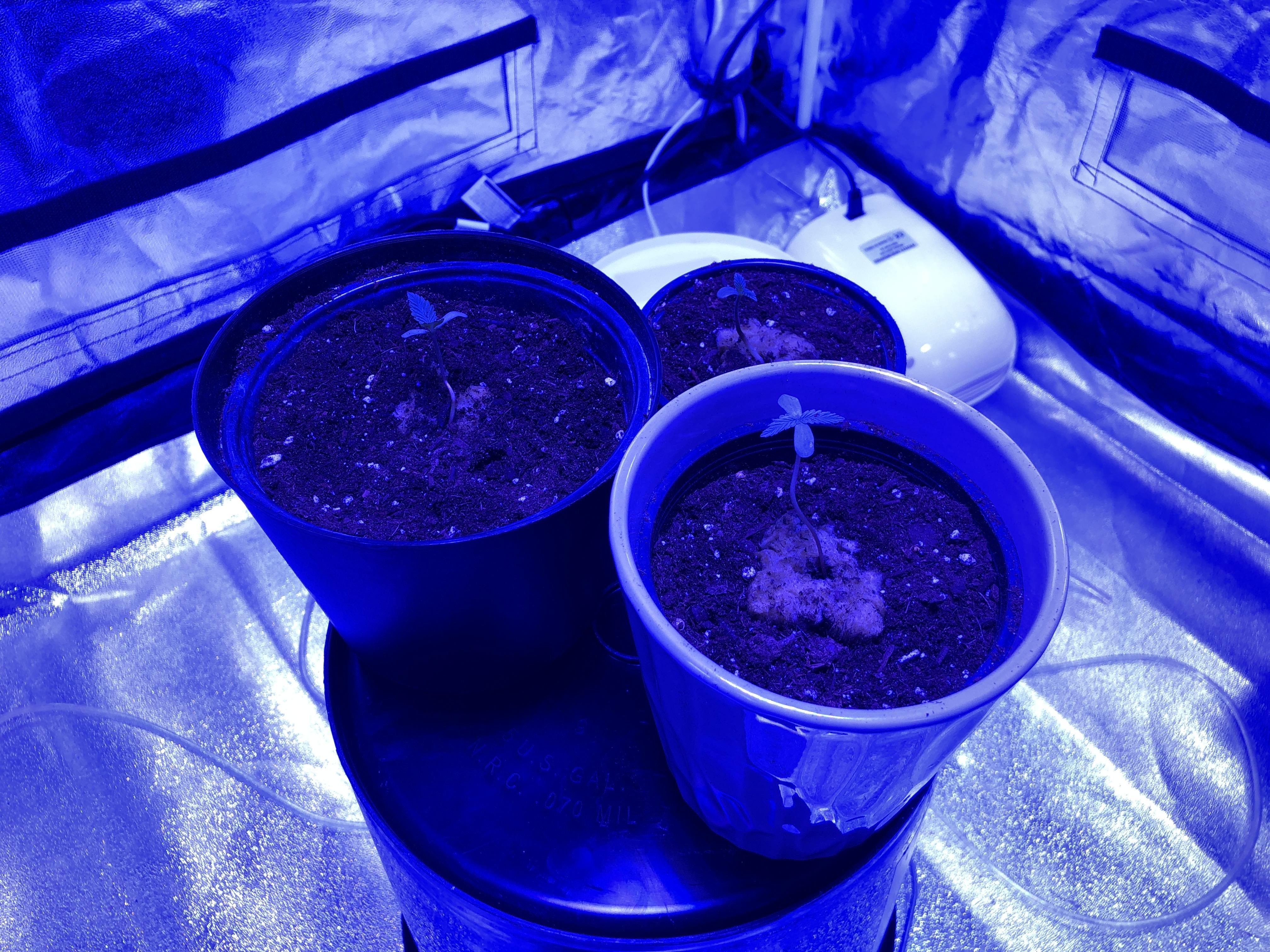 Second grow starting up my dog ate my last plant (about a week from