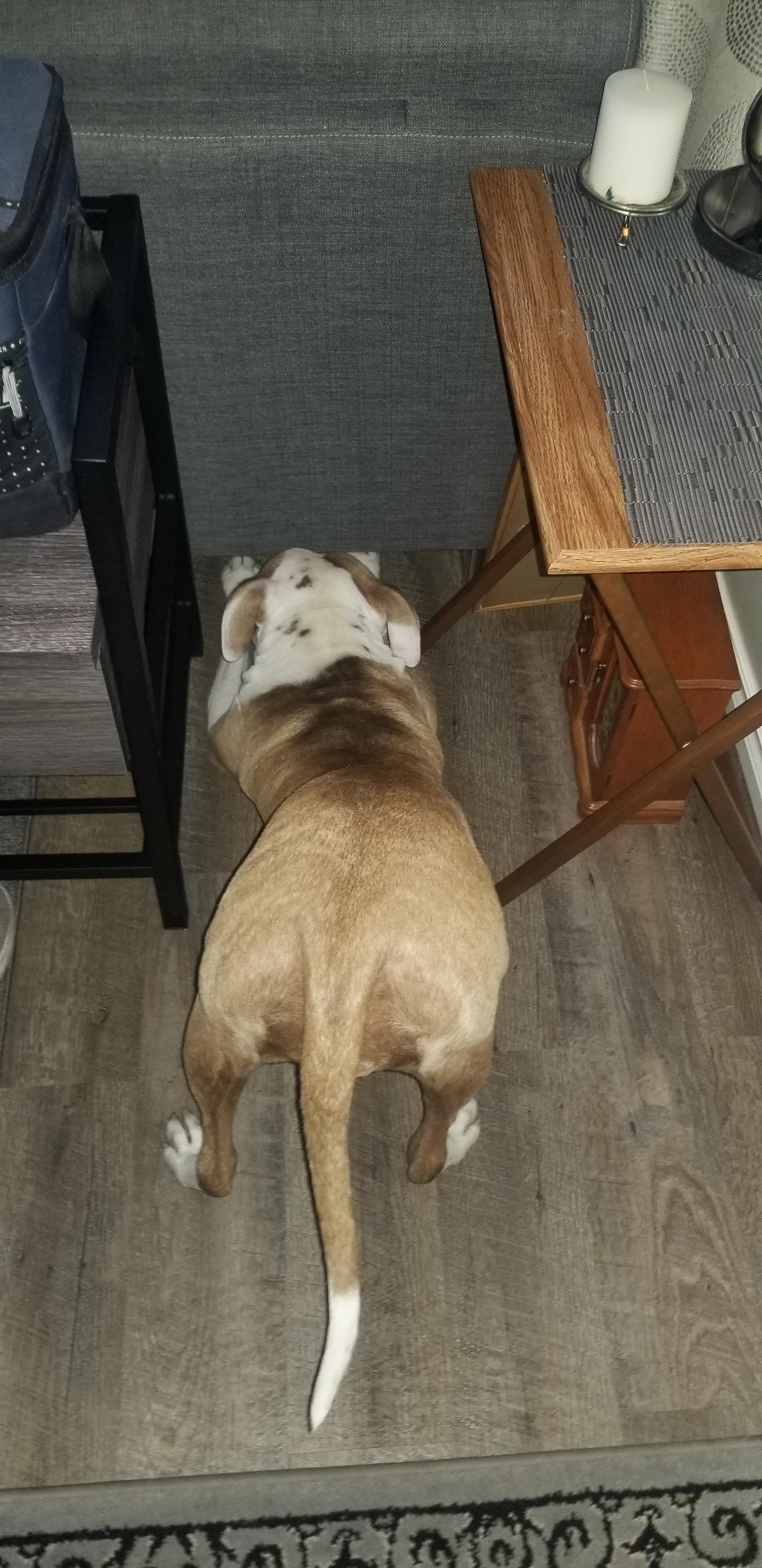 There may or may not be a ball under the couch r/WhatsWrongWithYourDog