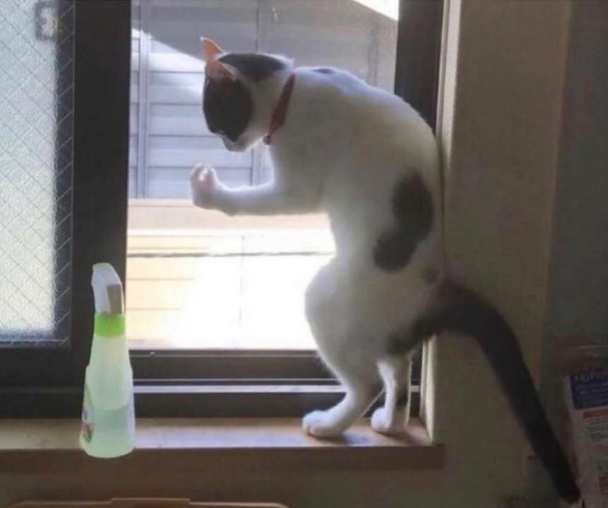 This cat is about to say something in Italian. Davie504