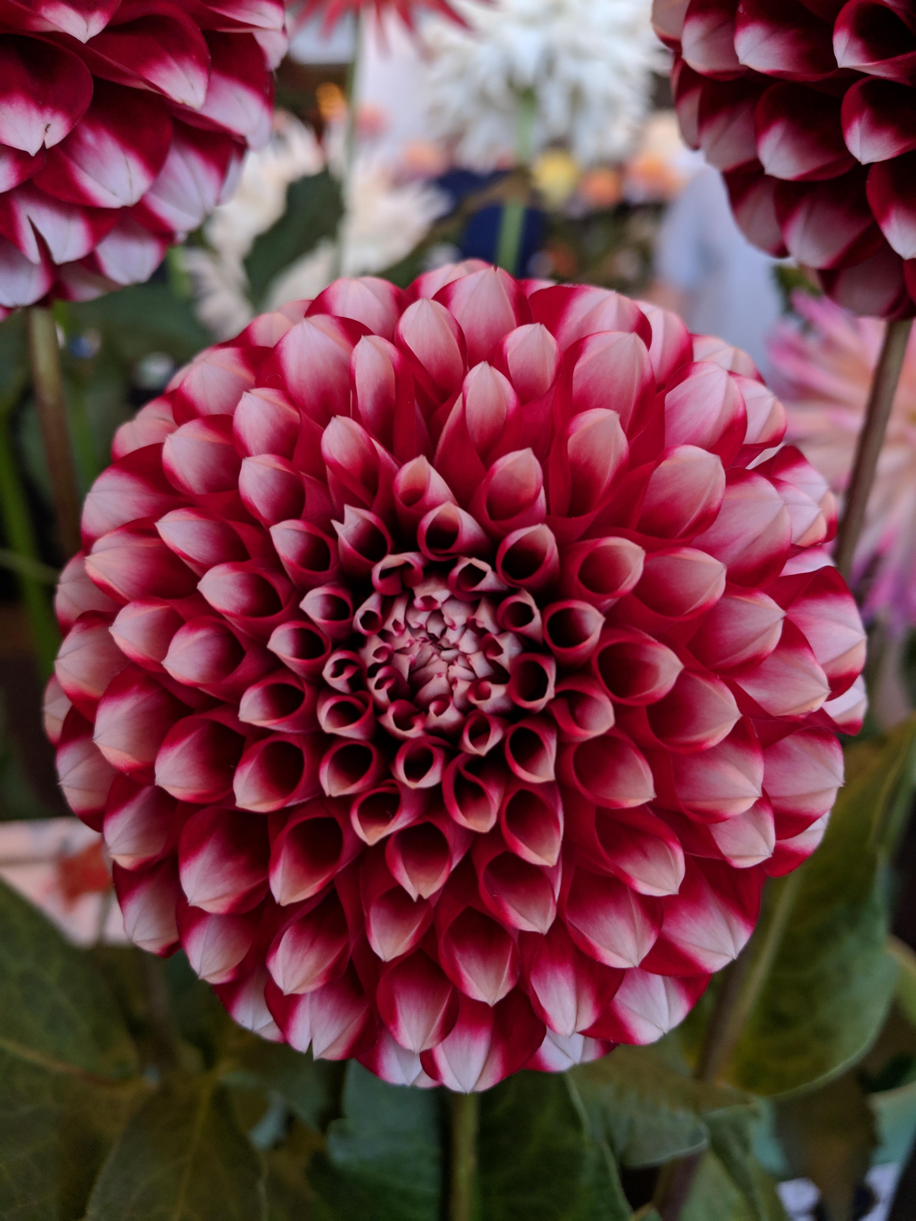 More Dahlias r/flowers