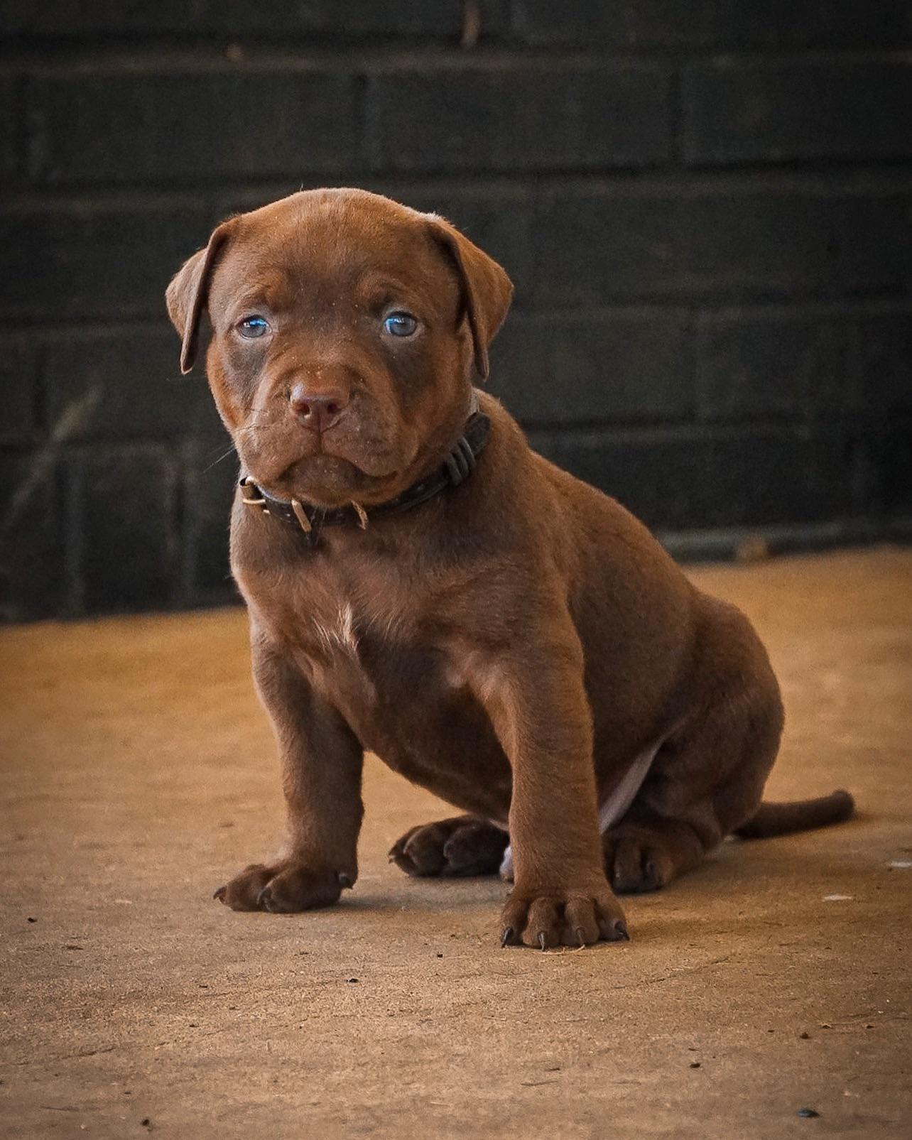 Milk dud would like to say hi 🤎 r/Pitbull