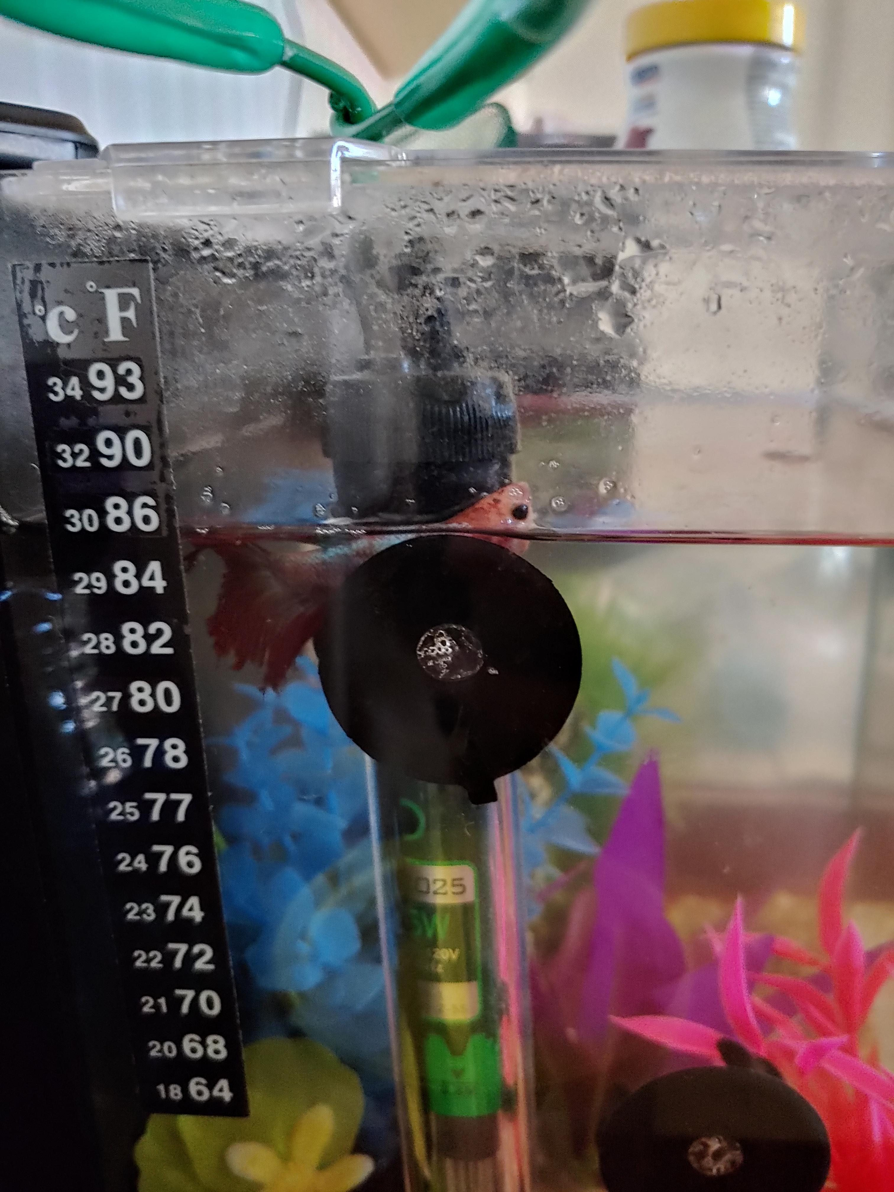 My betta recently has been staying on top of one of the holders of my
