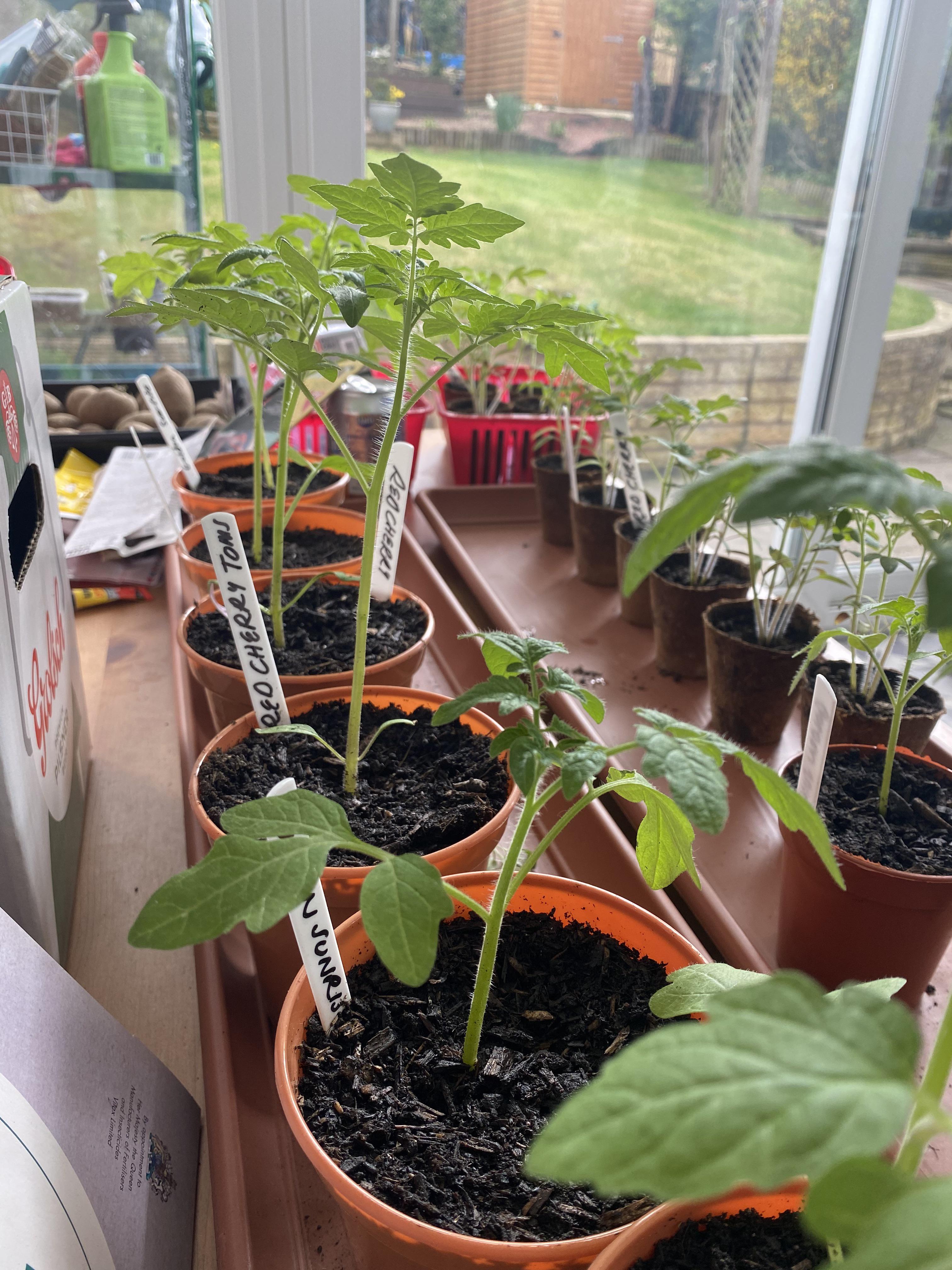 Are my tomato plants thin and leggy? I can’t tell 😂 r/GardeningUK