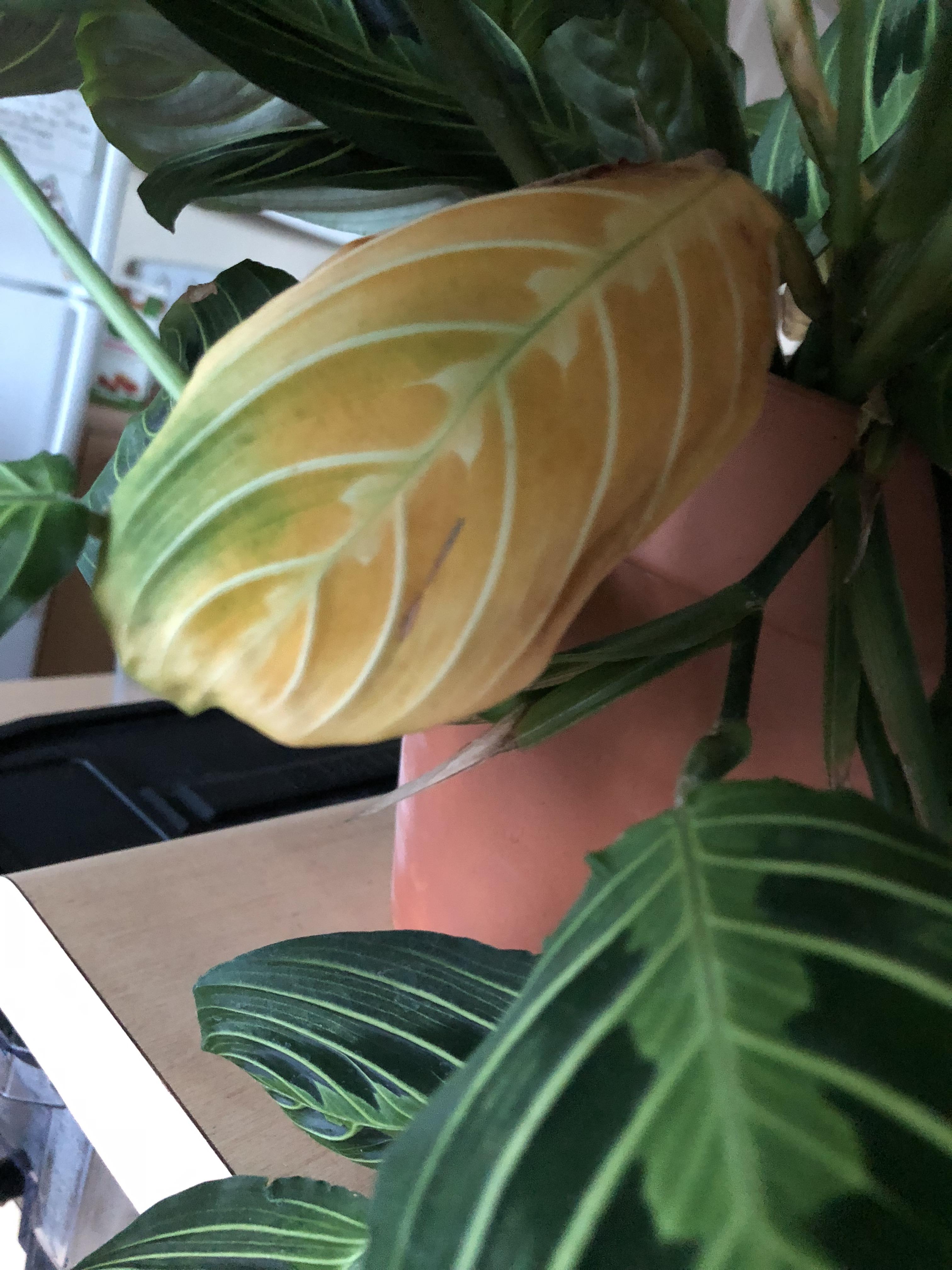 Why are my prayer plants leaves turning yellow? It’s super random. Very healthy plant & haven’t