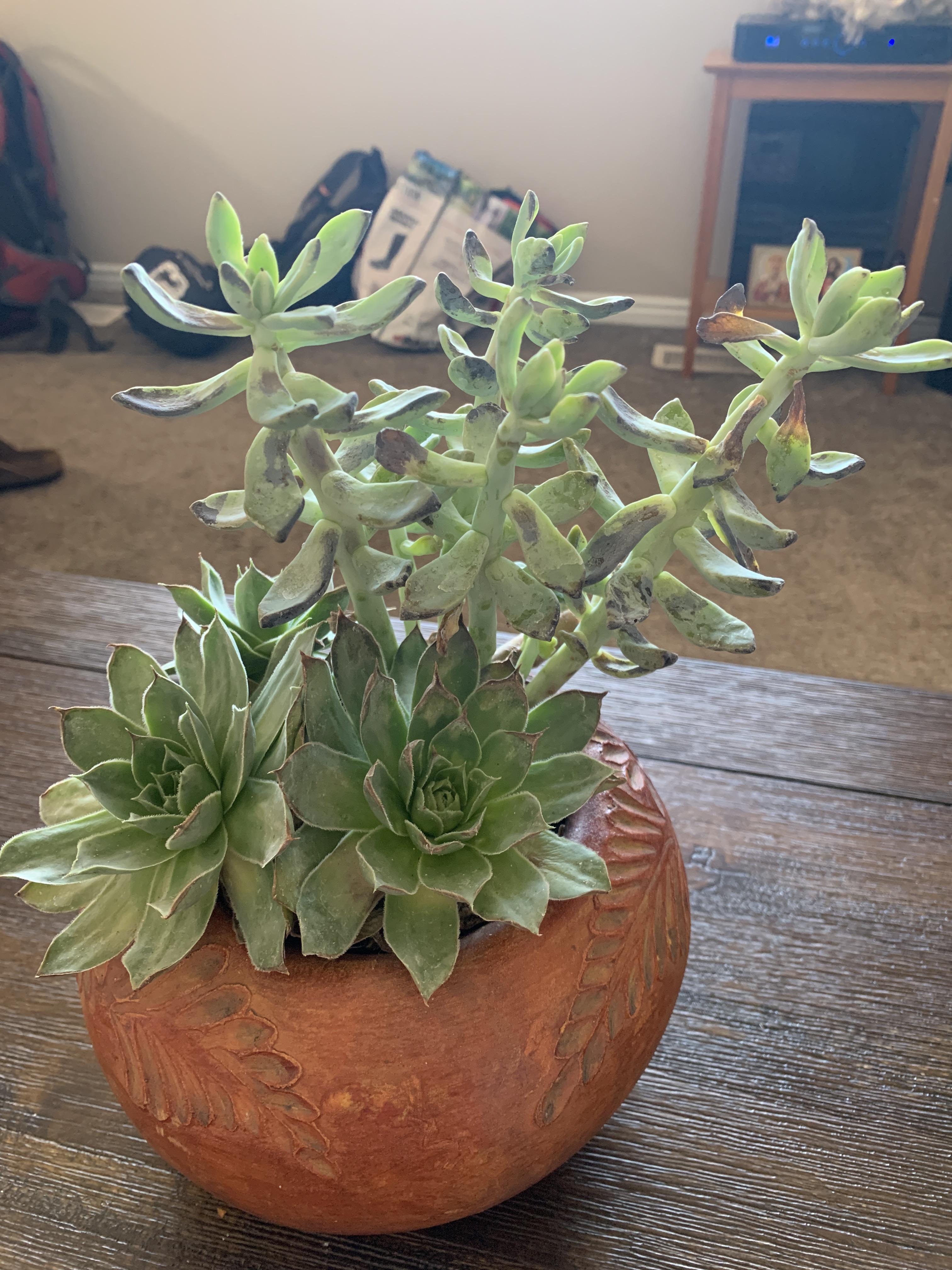 Help save my succulent 😭I have no idea how to do this. I thought he may