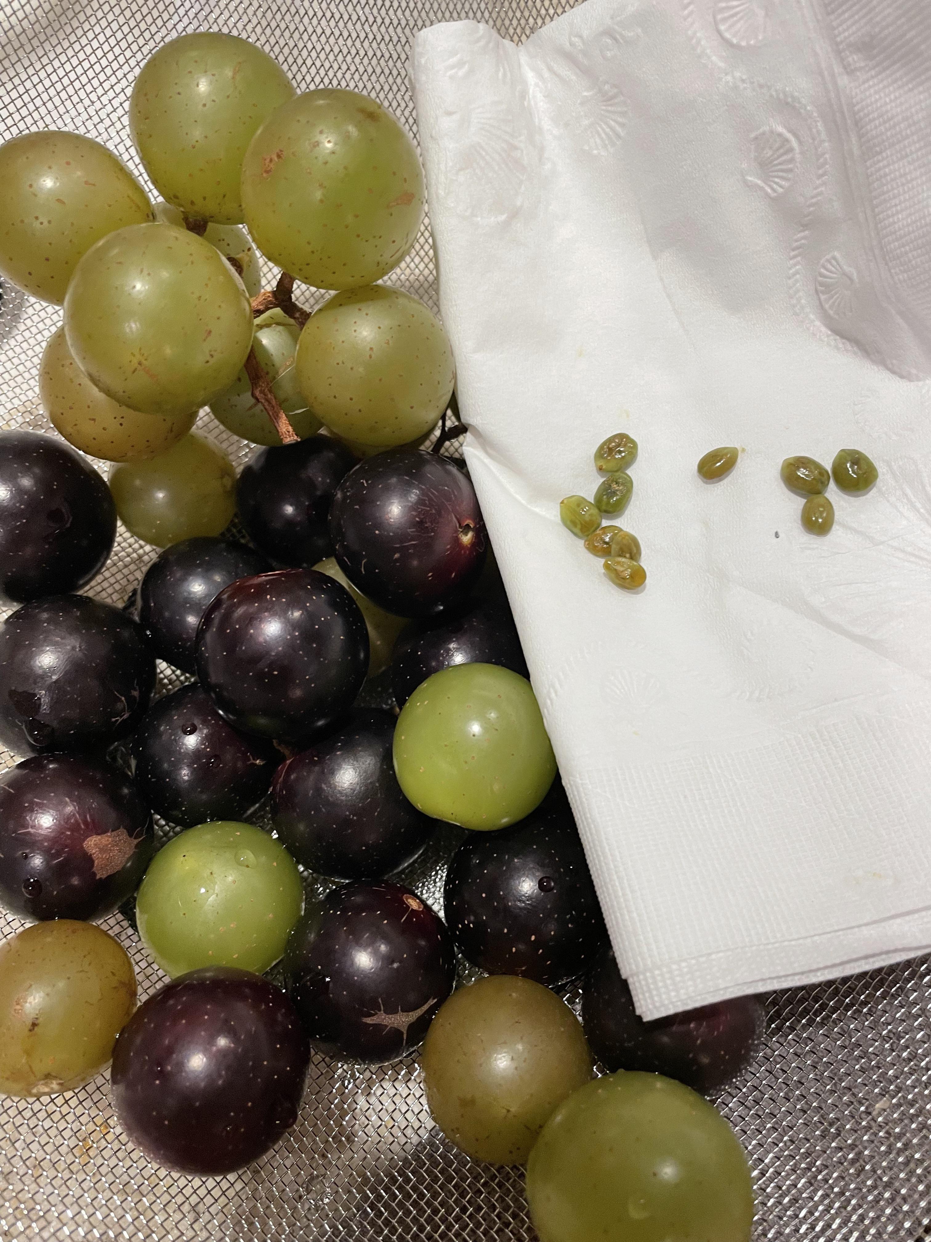 Need help identifying this fruit that looks like a grape r/gardening