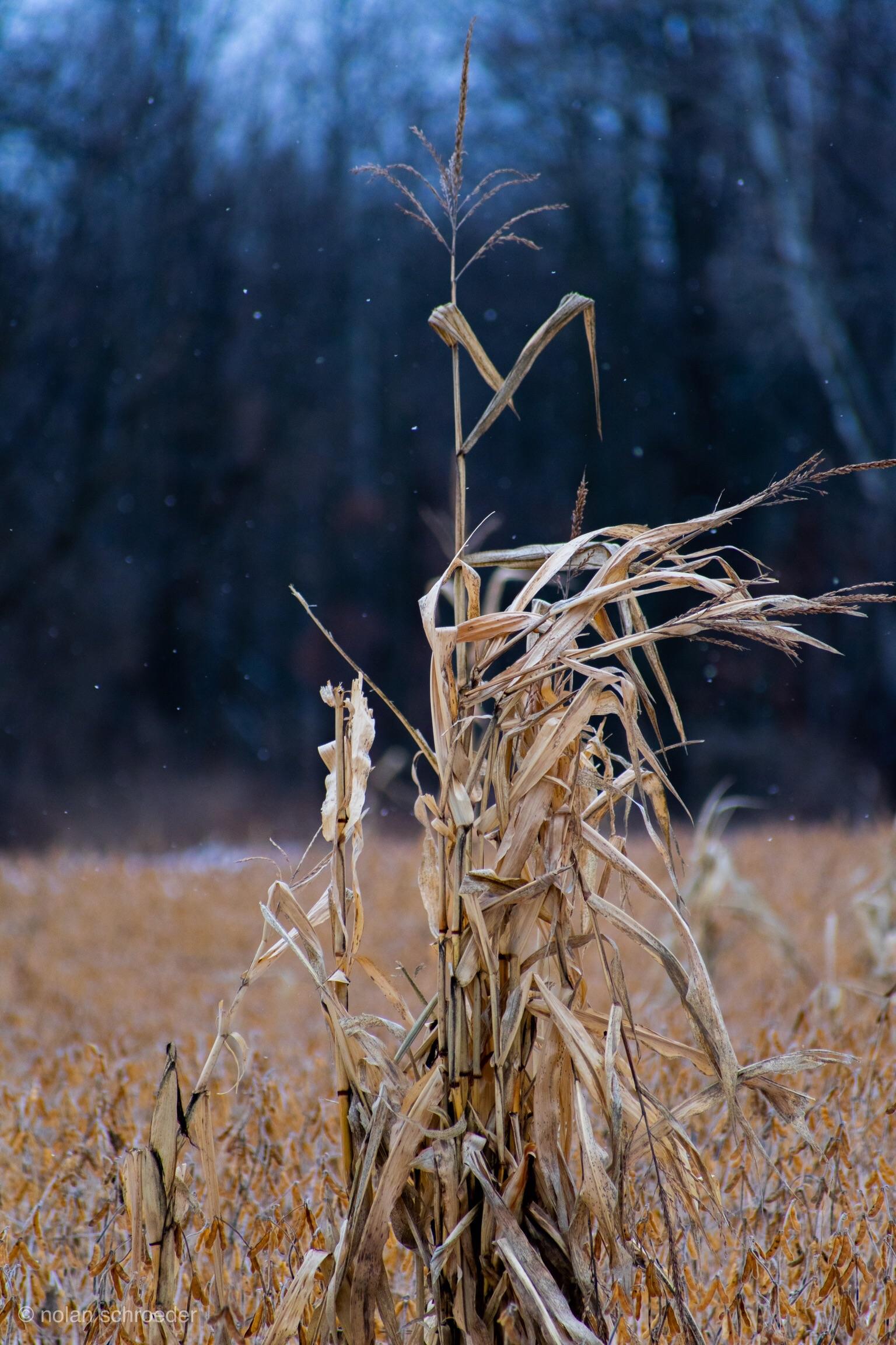 Dead corn stalk in a snowfall (Nikon d3400. 300mm f/6.3 iso 400) r/Nikon