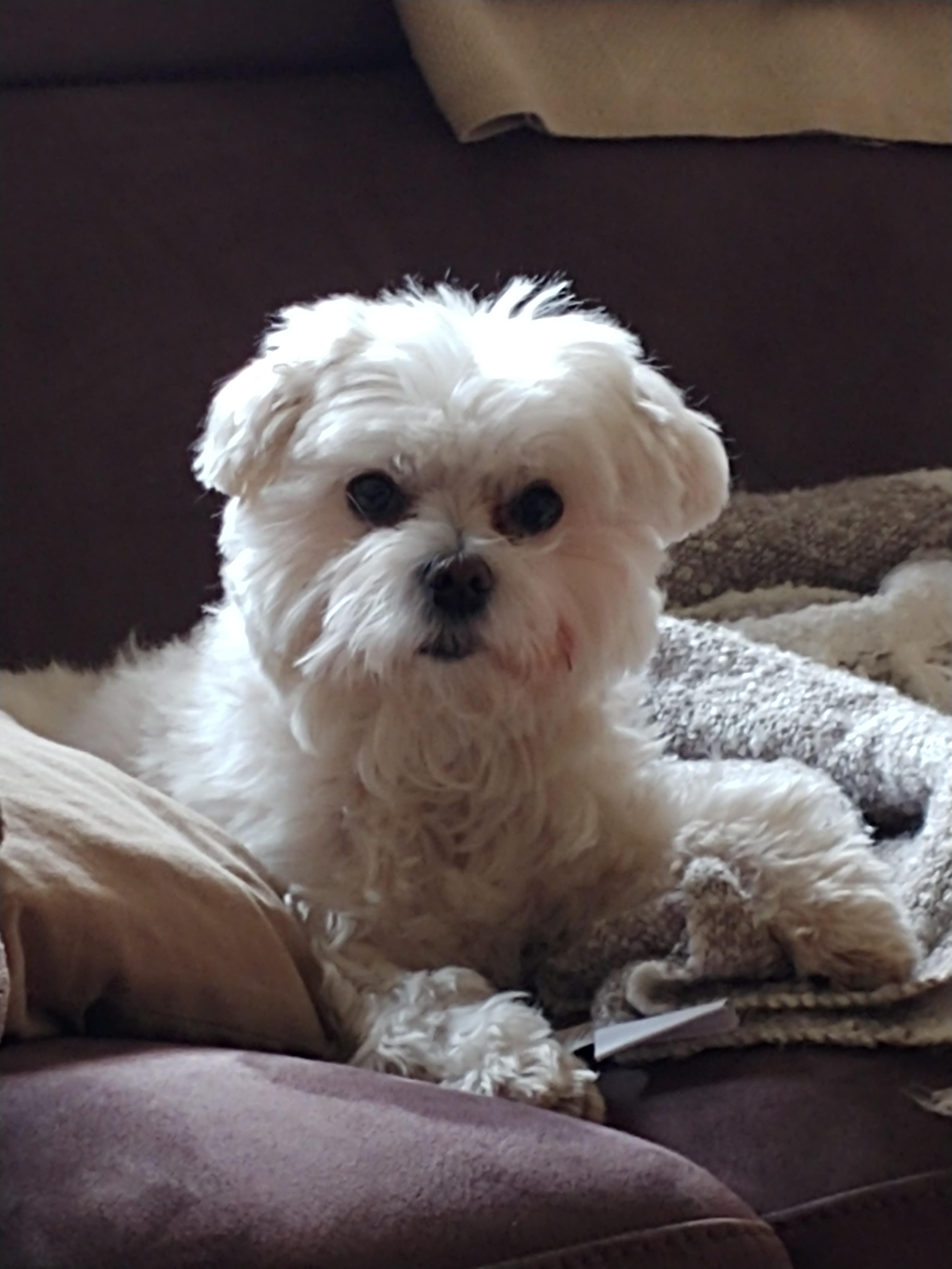 Spike, just turned 9 years old and still just like a puppy. How these