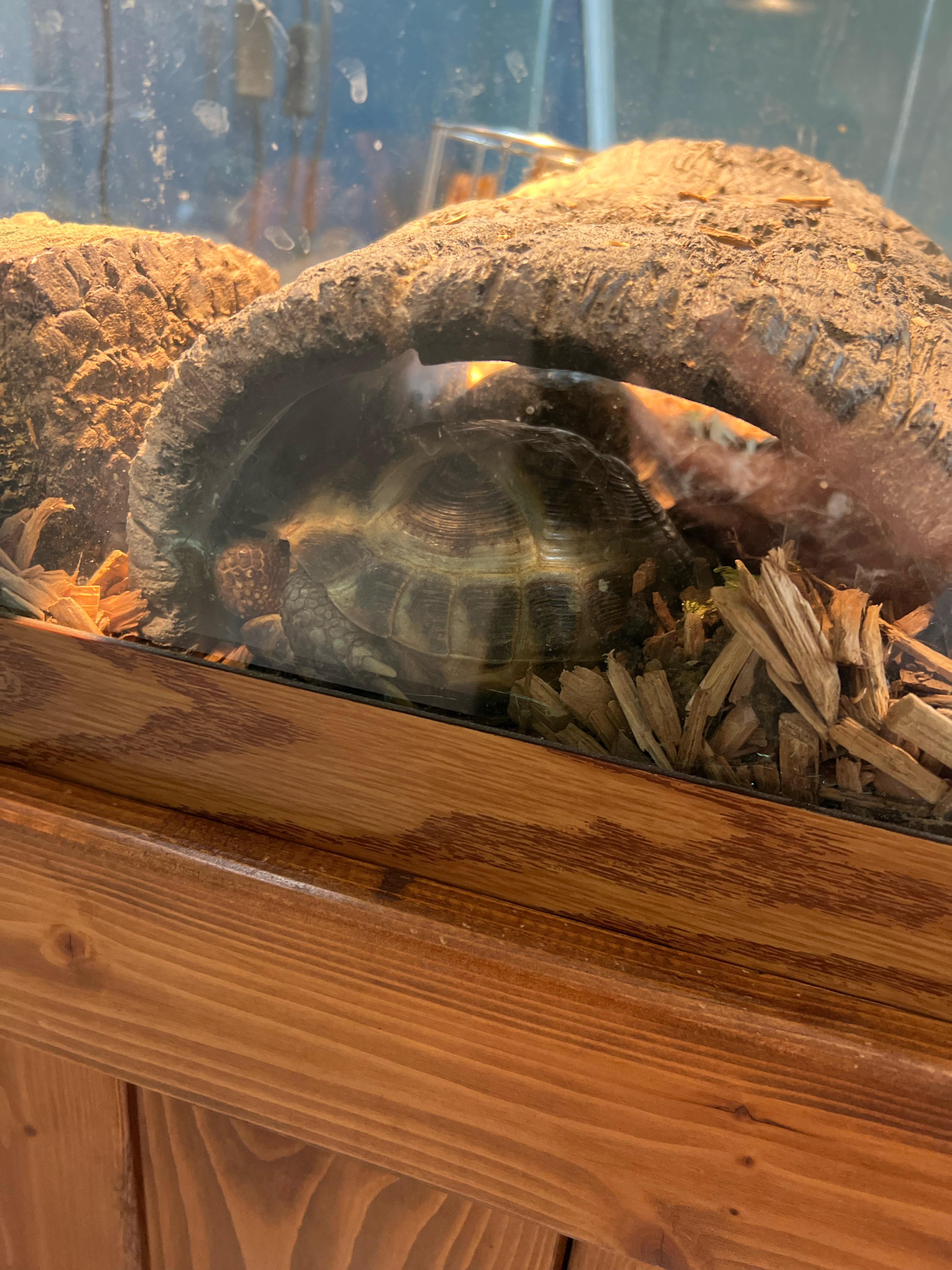 I have 2 tortoises and they love dandelions. The problem is I live in