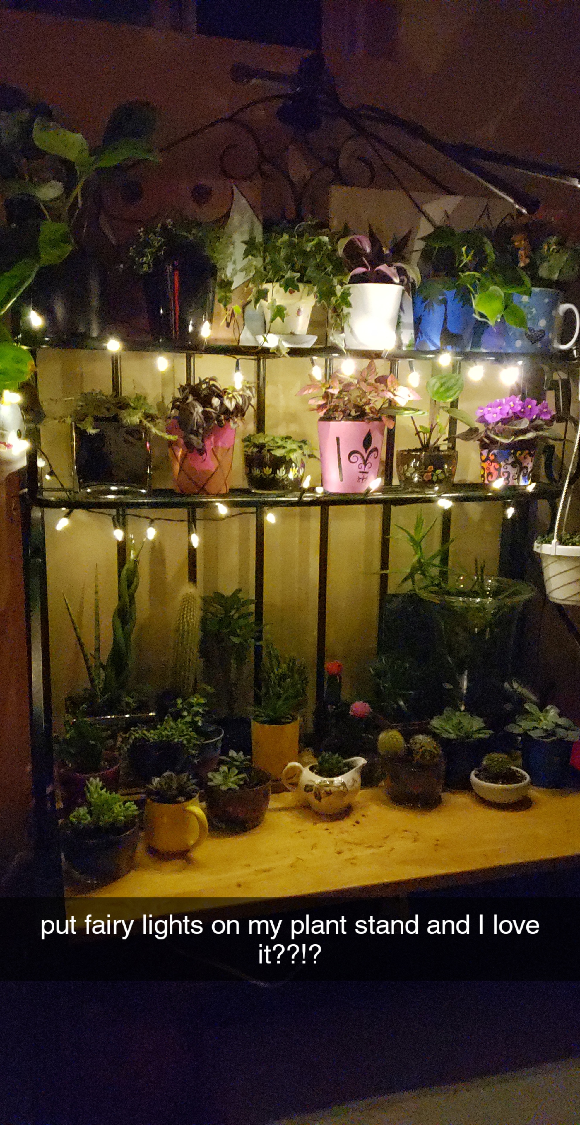put fairy lights on my plant stand and it looks so cute 😍🌱🌵 houseplants