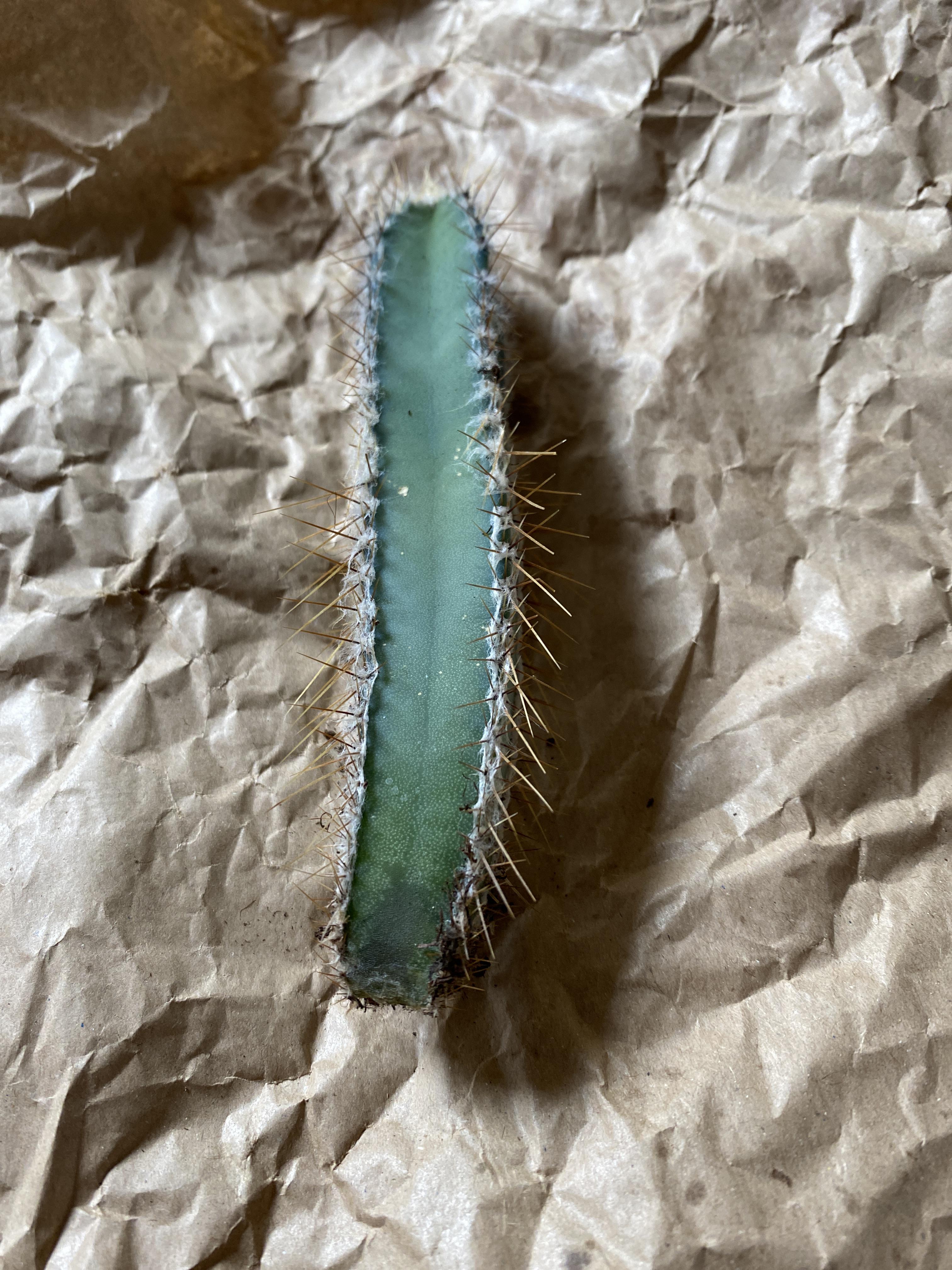 A bit of my cactus fell off, can I save him?? r/cacti