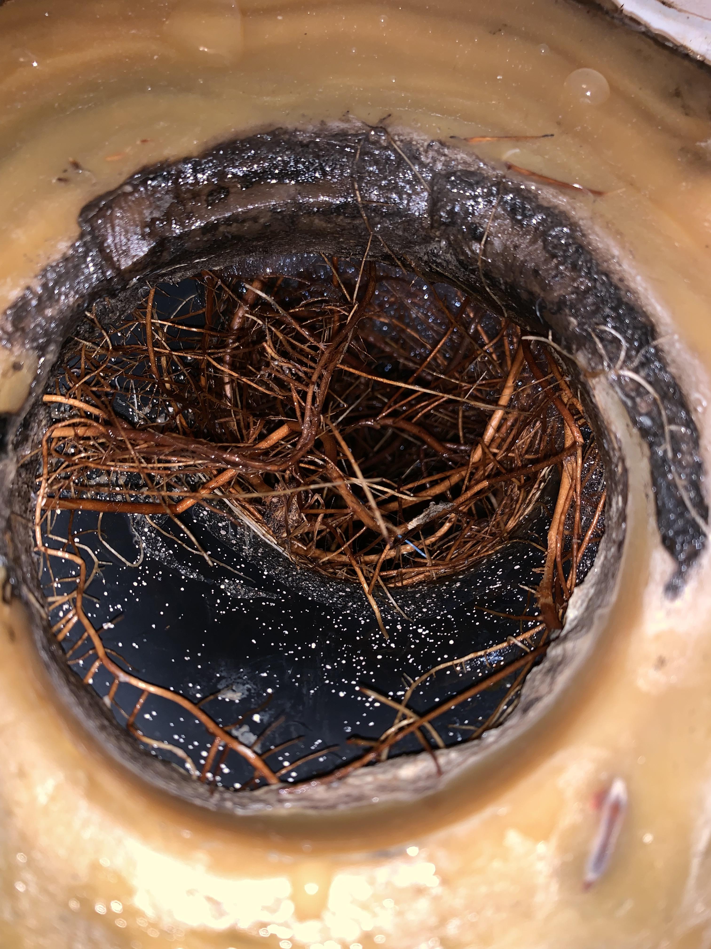 Roots in Pipe Chaos!! r/Plumbing