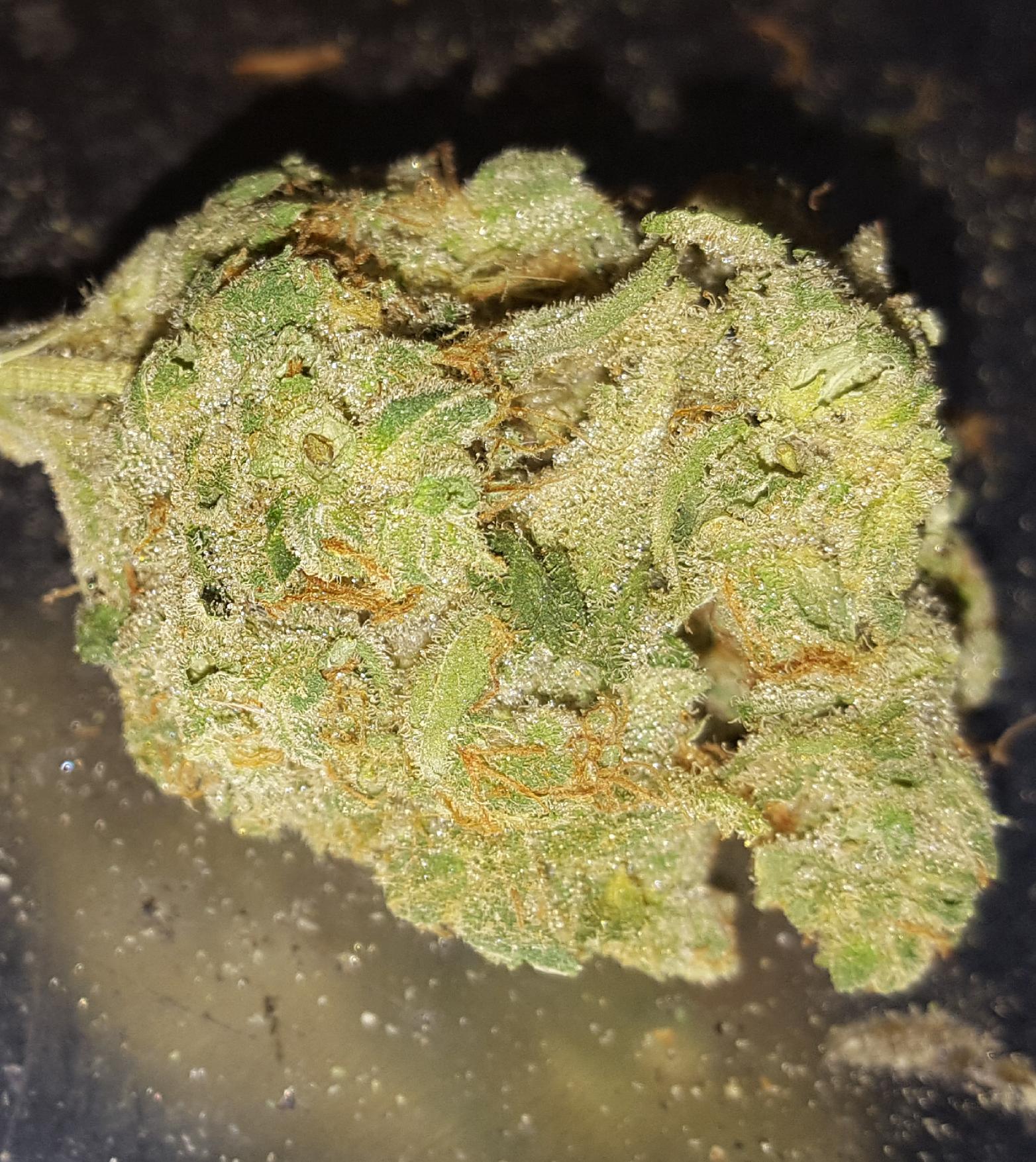 Terrapin vs cresco flower review continued. Cresco flower Scarlett