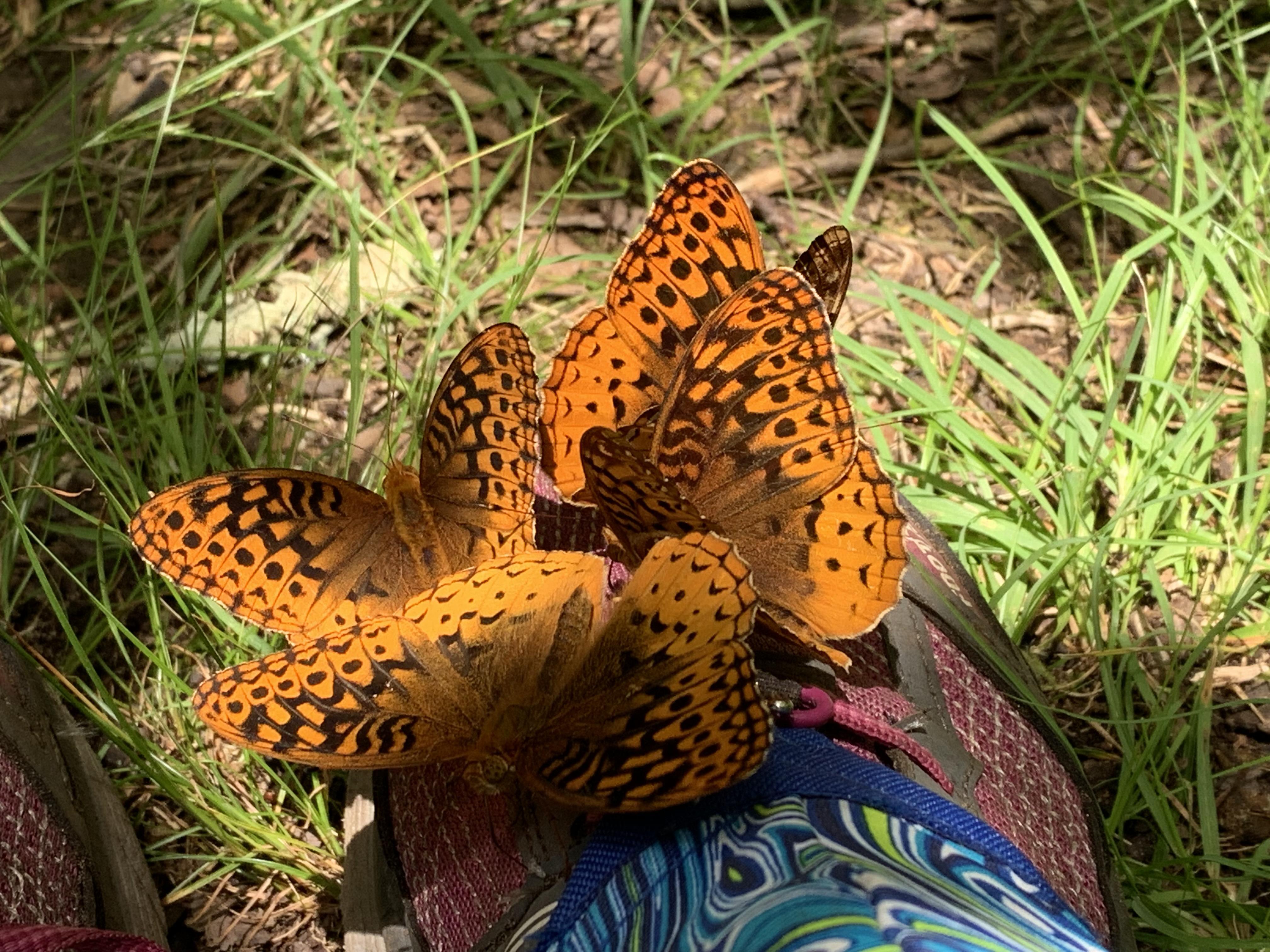 Do Butterflies Count as Worn Weight? r/backpacking