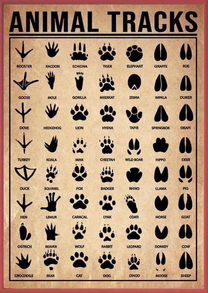 A cool guide of animal tracks. r/coolguides
