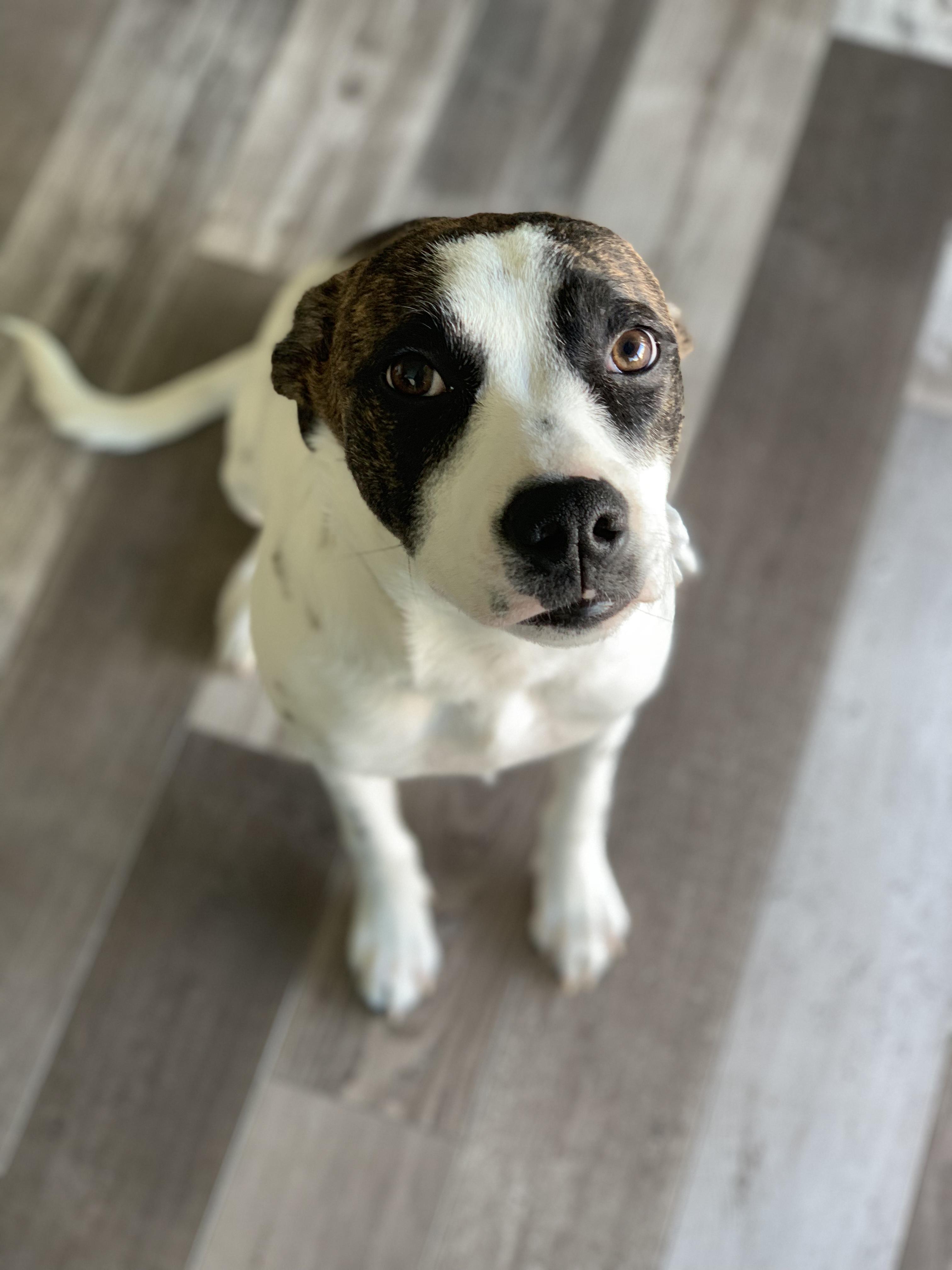 Skye my 6 month cattle dog, border collie and pitbull mix! r/AustralianCattleDog