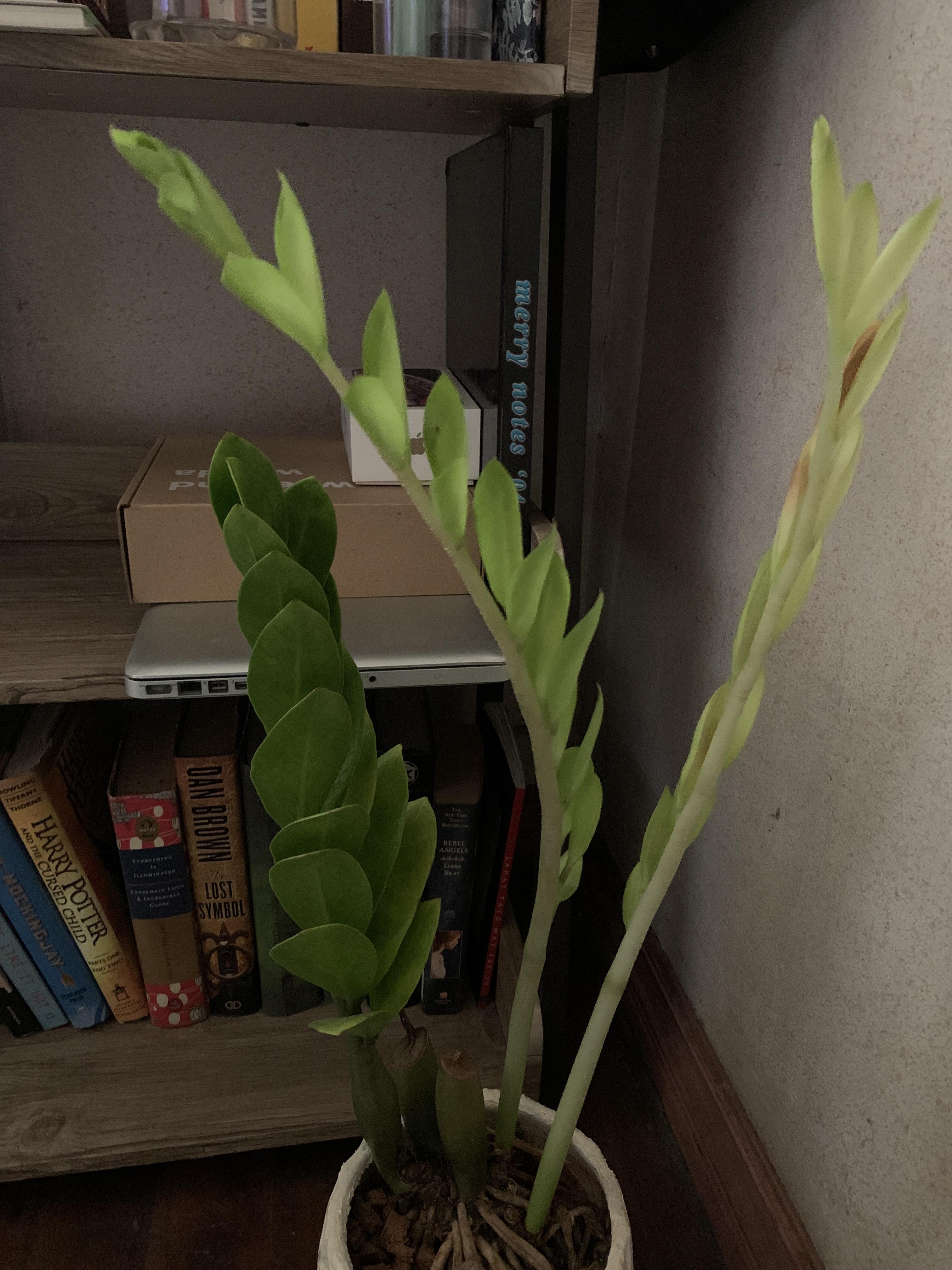 Zz plant doesn’t fully grow. Any tips? r/houseplants