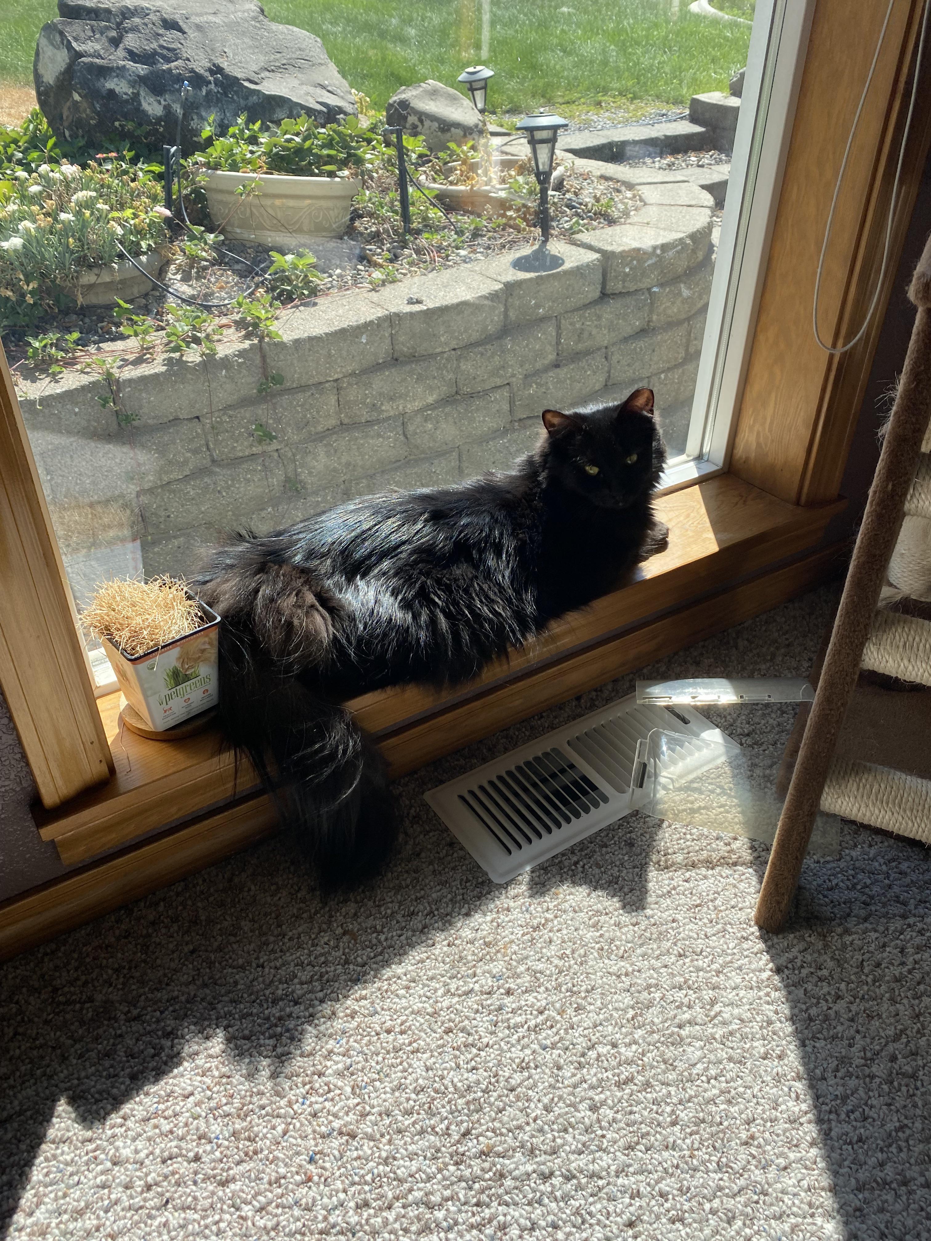 My privileged, exshelter kitty, Truffle, likes to cook himself on one