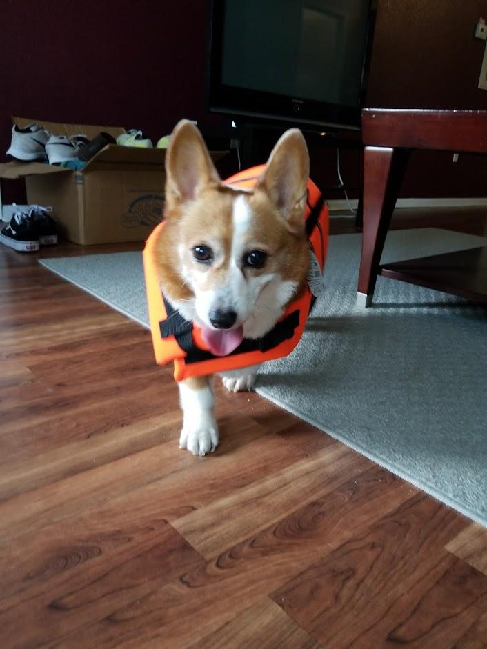 After Hurricane Harvey, my sister bought a life vest for our