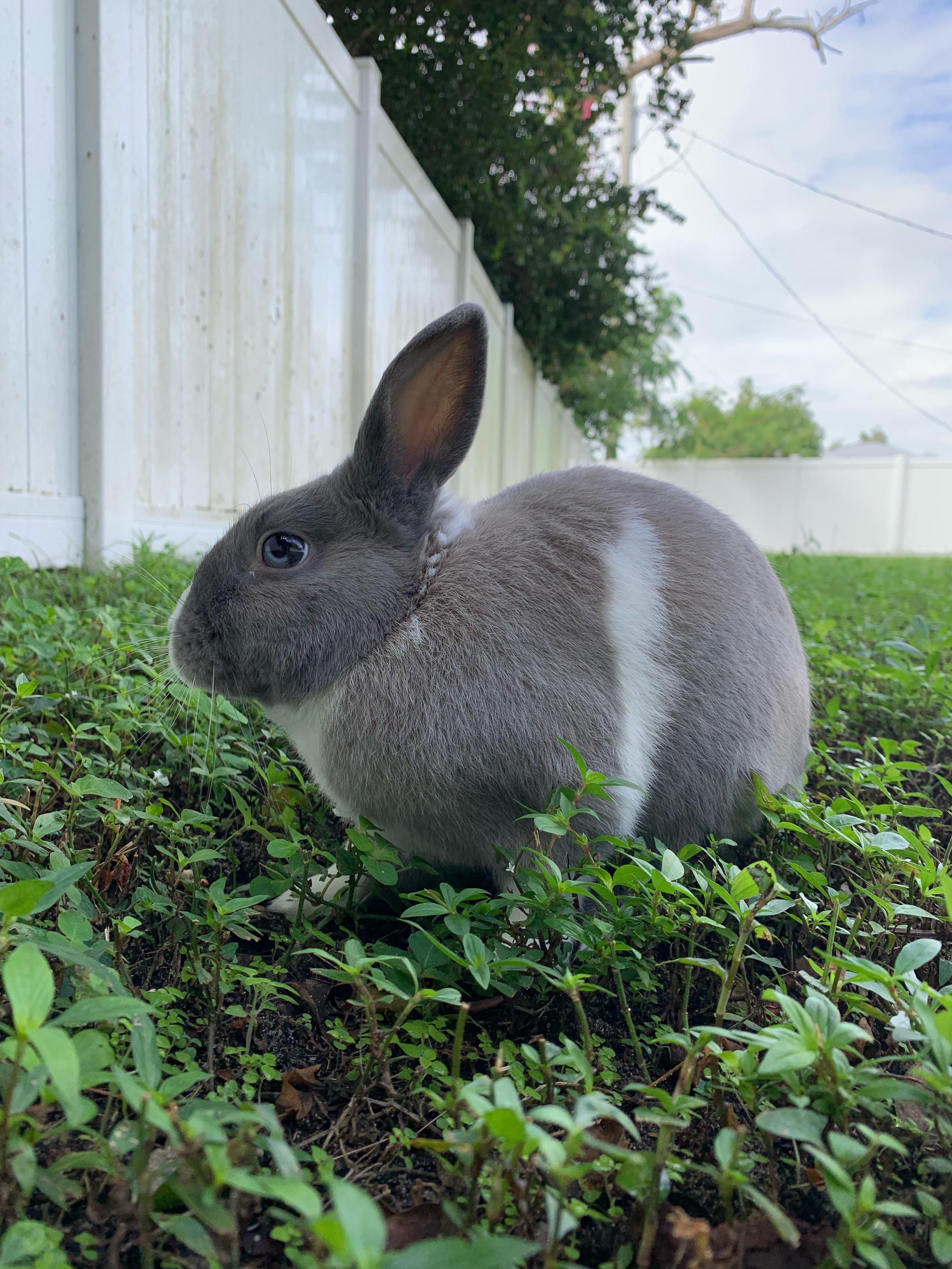 Enjoying the cool weather r/Rabbits