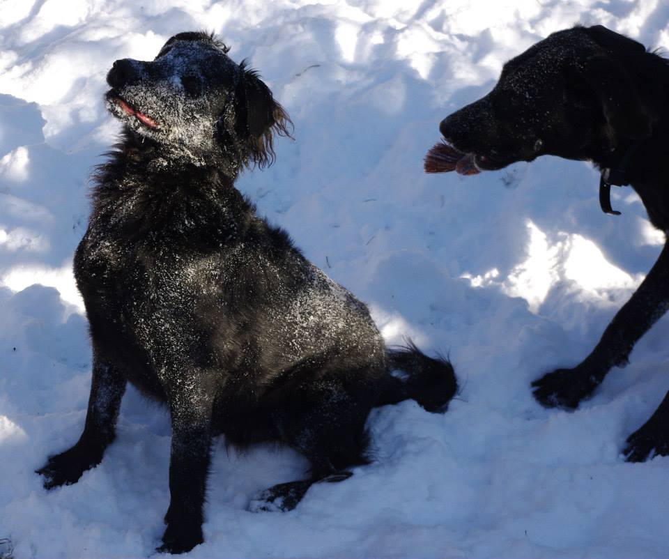 My Favorite White Walker r/dogpictures